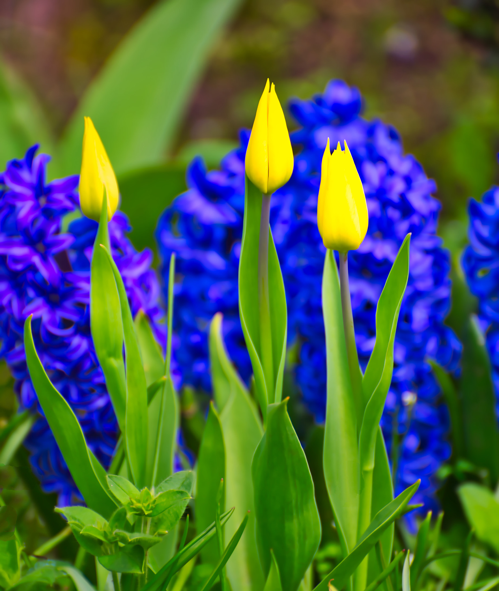 Nikon D610 sample photo. Tulips photography