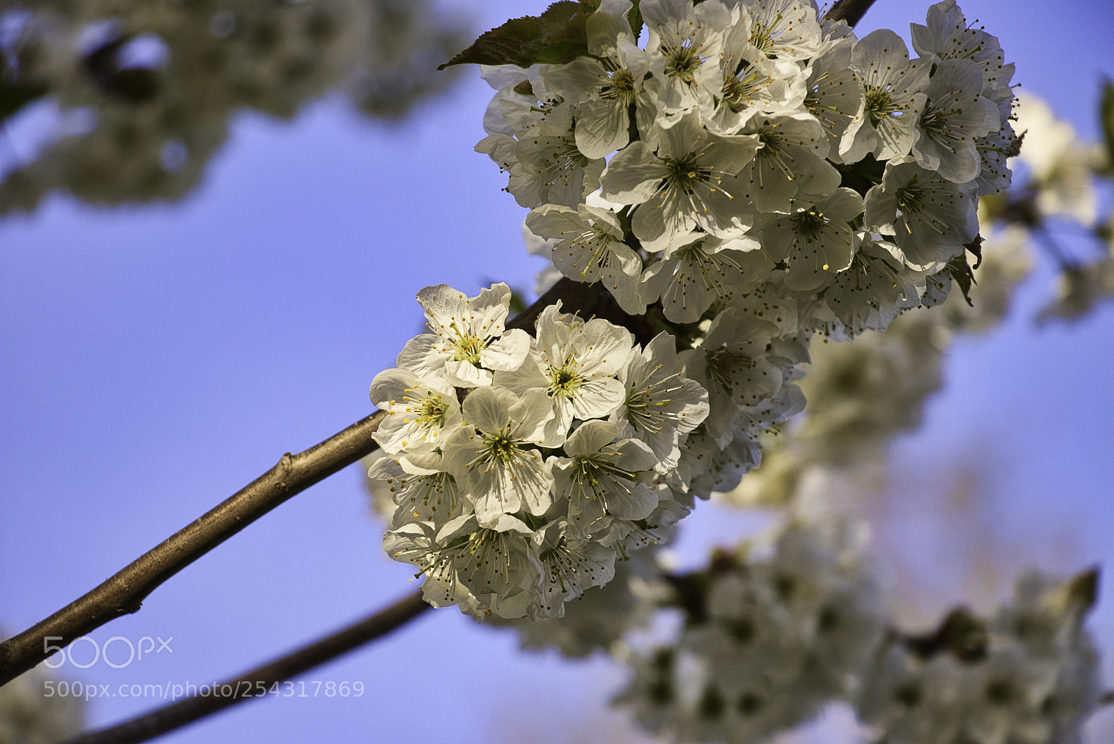 Canon EOS 80D sample photo. Cherry photography