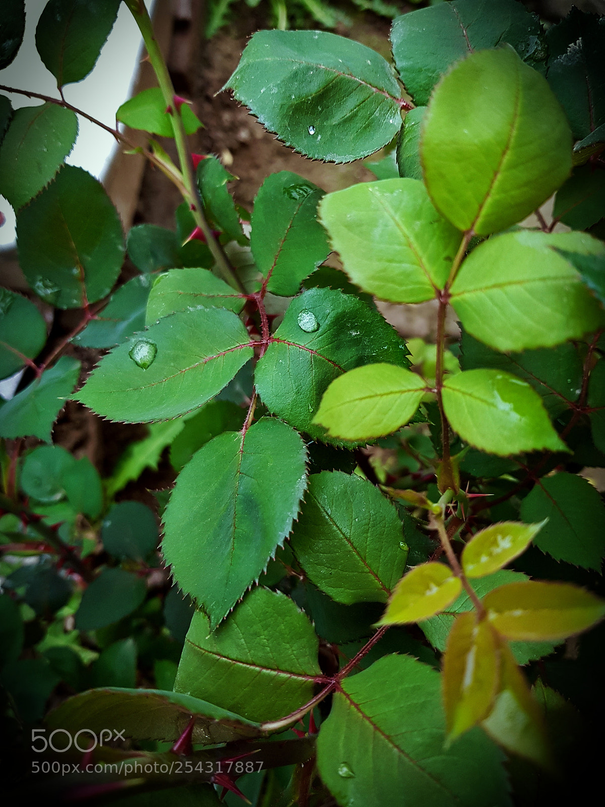 Samsung Galaxy S8+ sample photo. Untitled photography