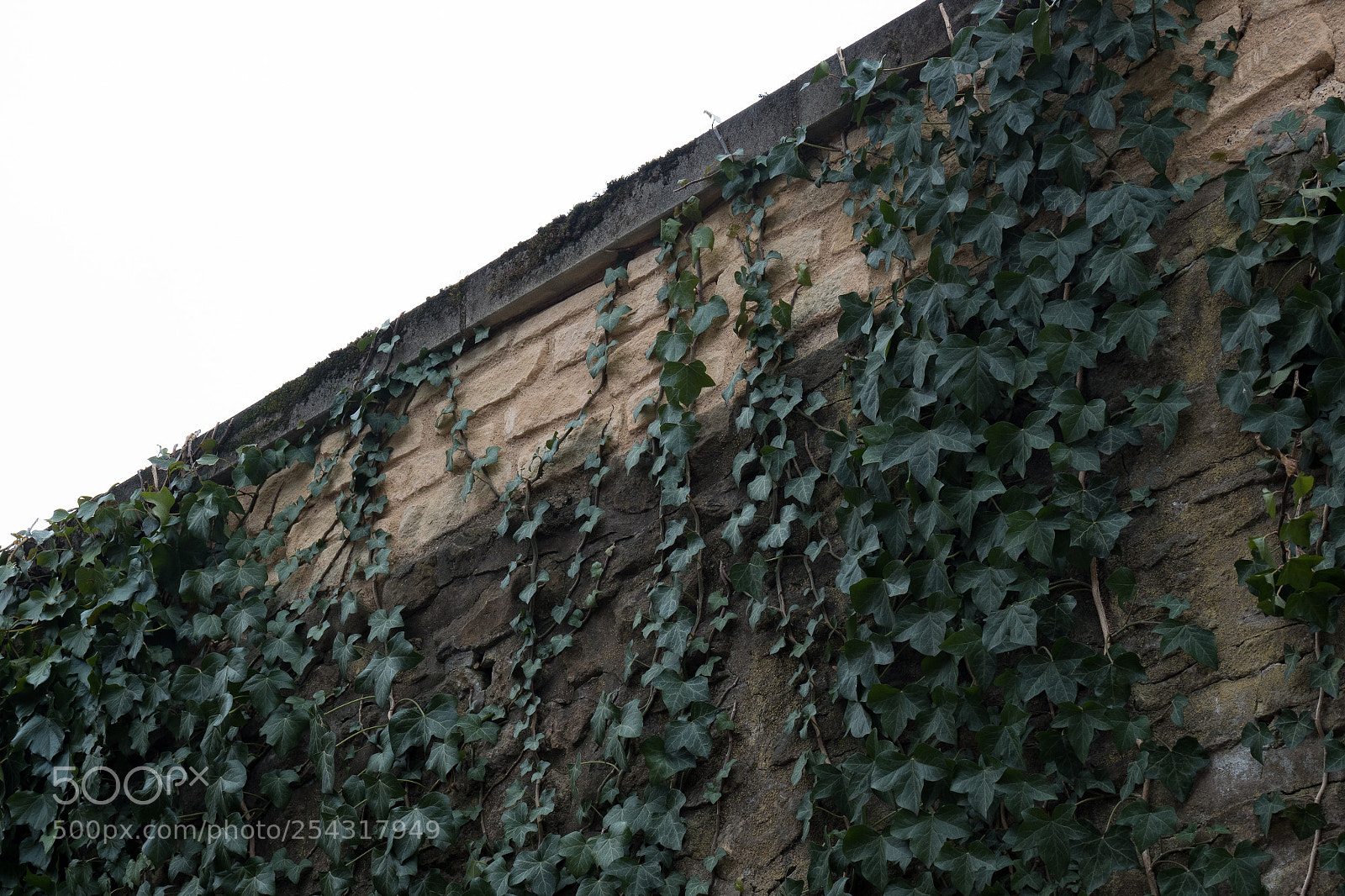 Olympus OM-D E-M1 Mark II sample photo. The wall & vines photography