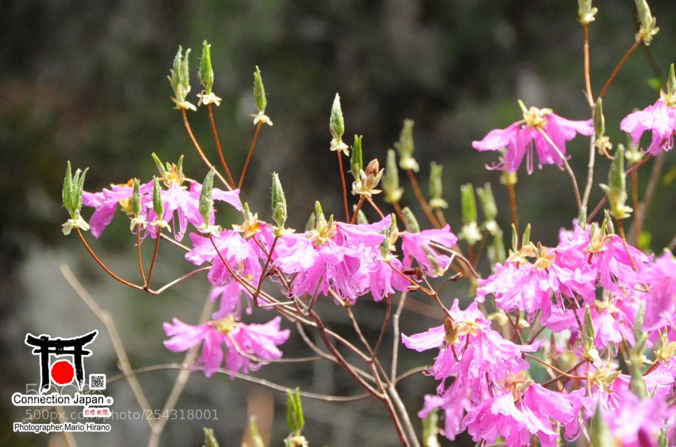 Nikon D700 sample photo. Excurs o japan tour photography