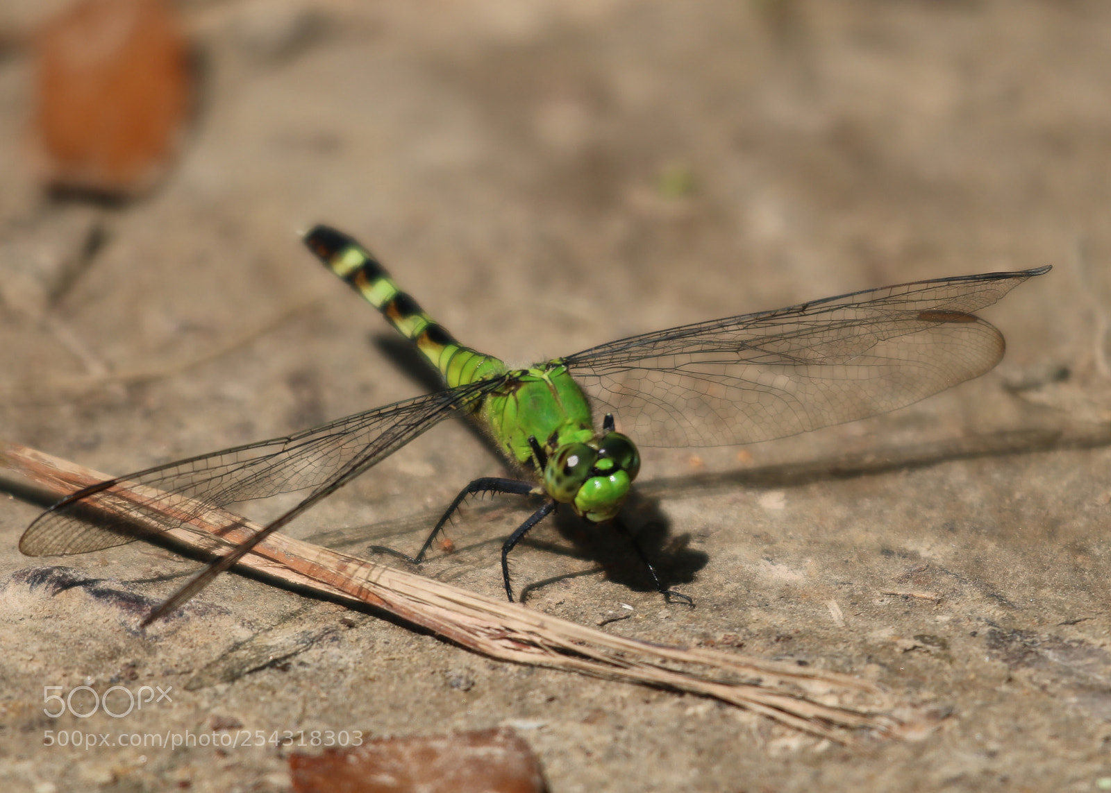 Canon EOS 750D (EOS Rebel T6i / EOS Kiss X8i) sample photo. Mean green flying machine photography