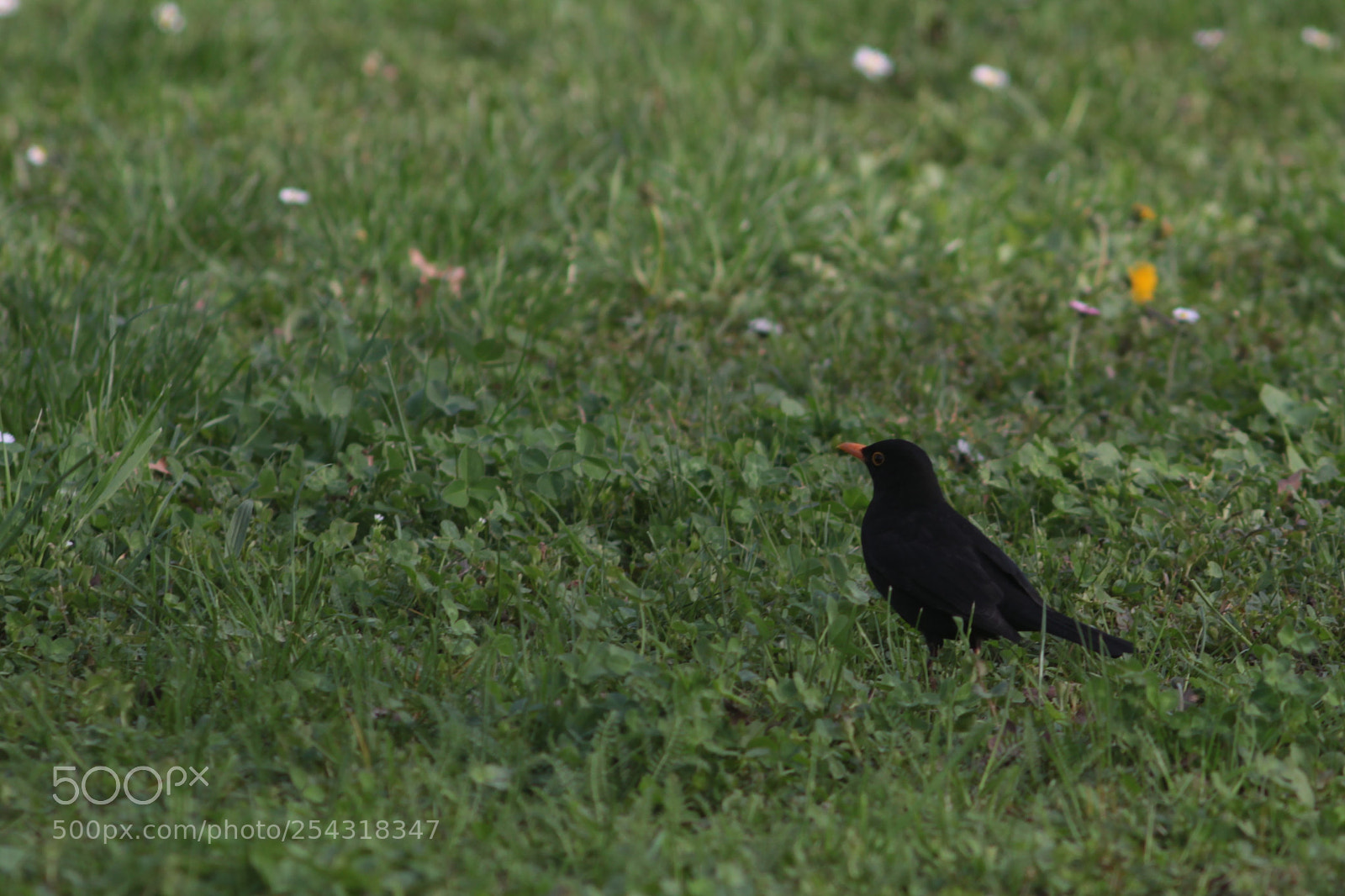 Canon EOS 100D (EOS Rebel SL1 / EOS Kiss X7) sample photo. Blackbird photography