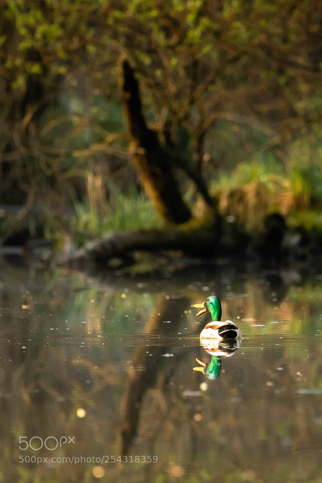 Canon EOS 7D Mark II sample photo. Col vert sur les photography