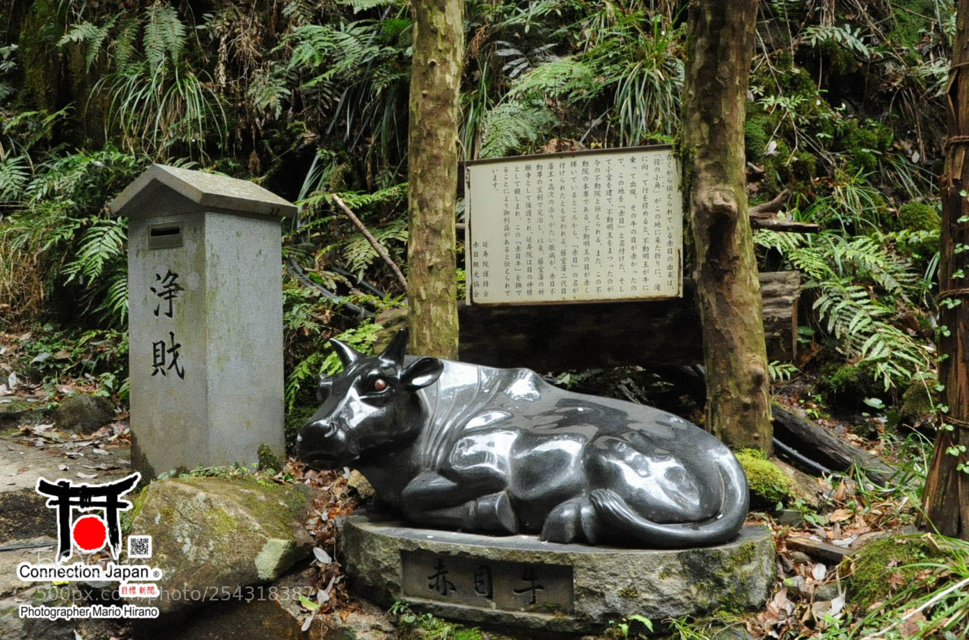 Nikon D700 sample photo. Excurs o japan tour photography