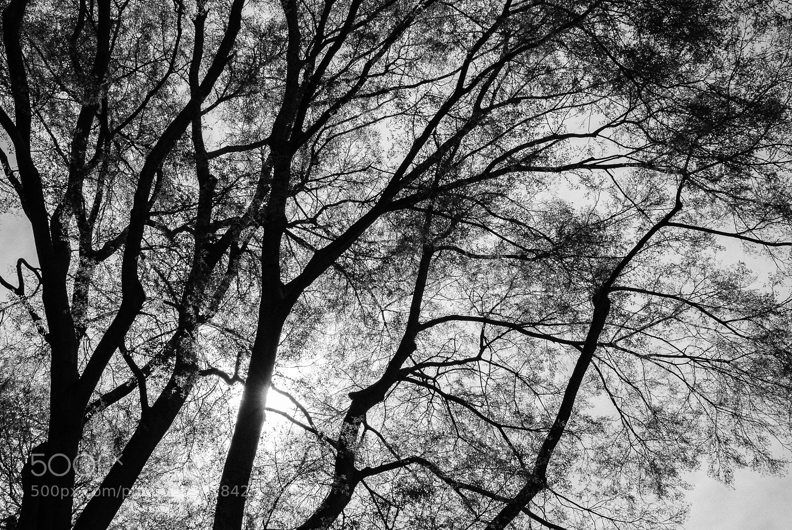 Panasonic Lumix DMC-LX100 sample photo. Dark spring photography