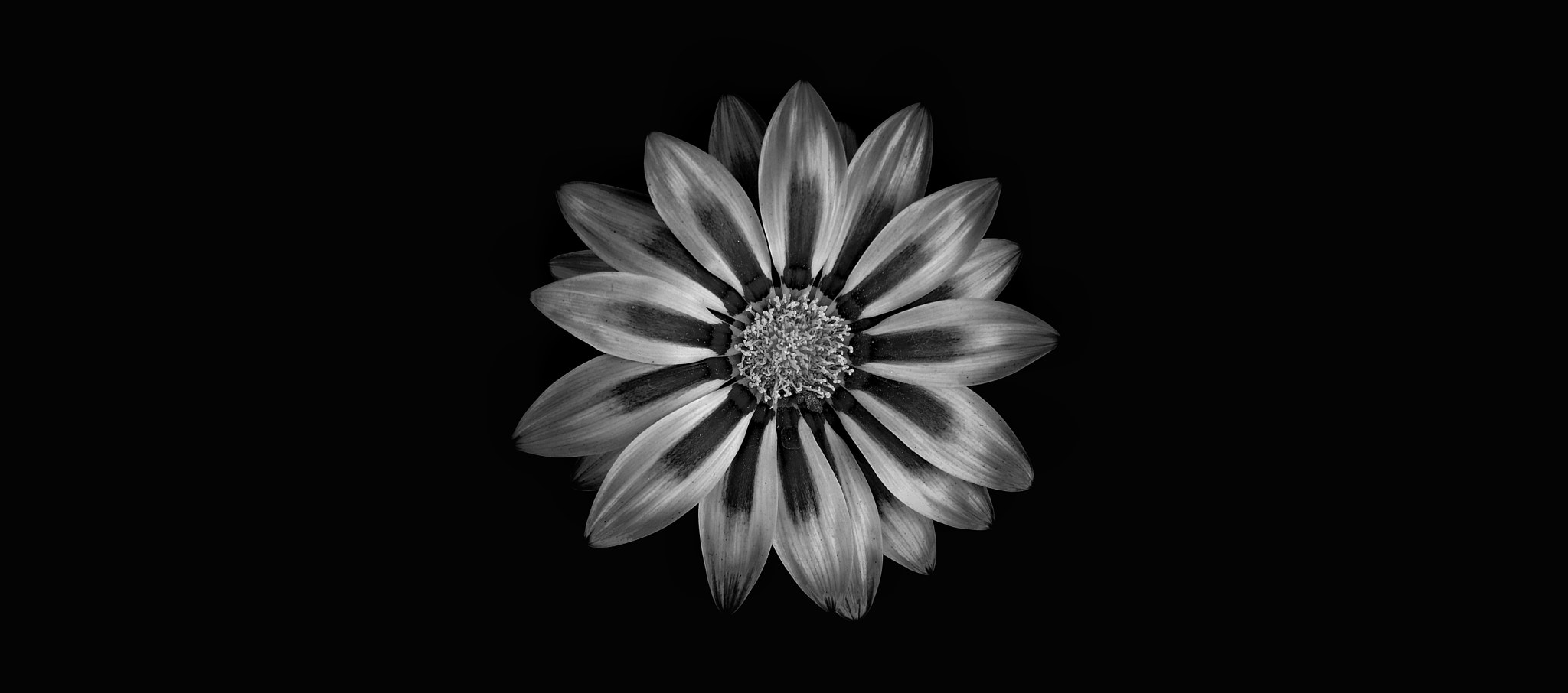 Samsung Galaxy A7 sample photo. Flower photography