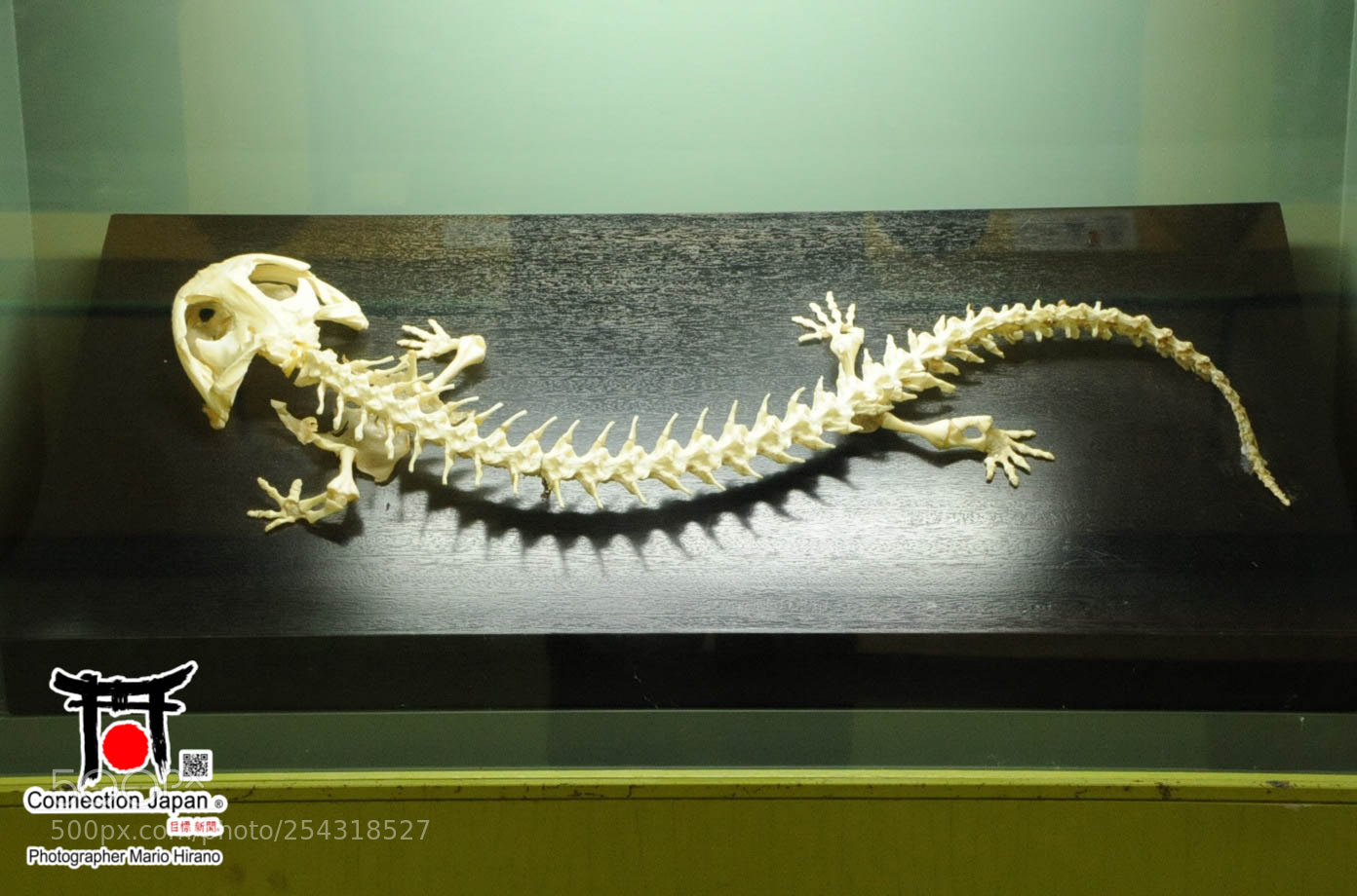 Nikon D700 sample photo. Excurs o japan tour photography