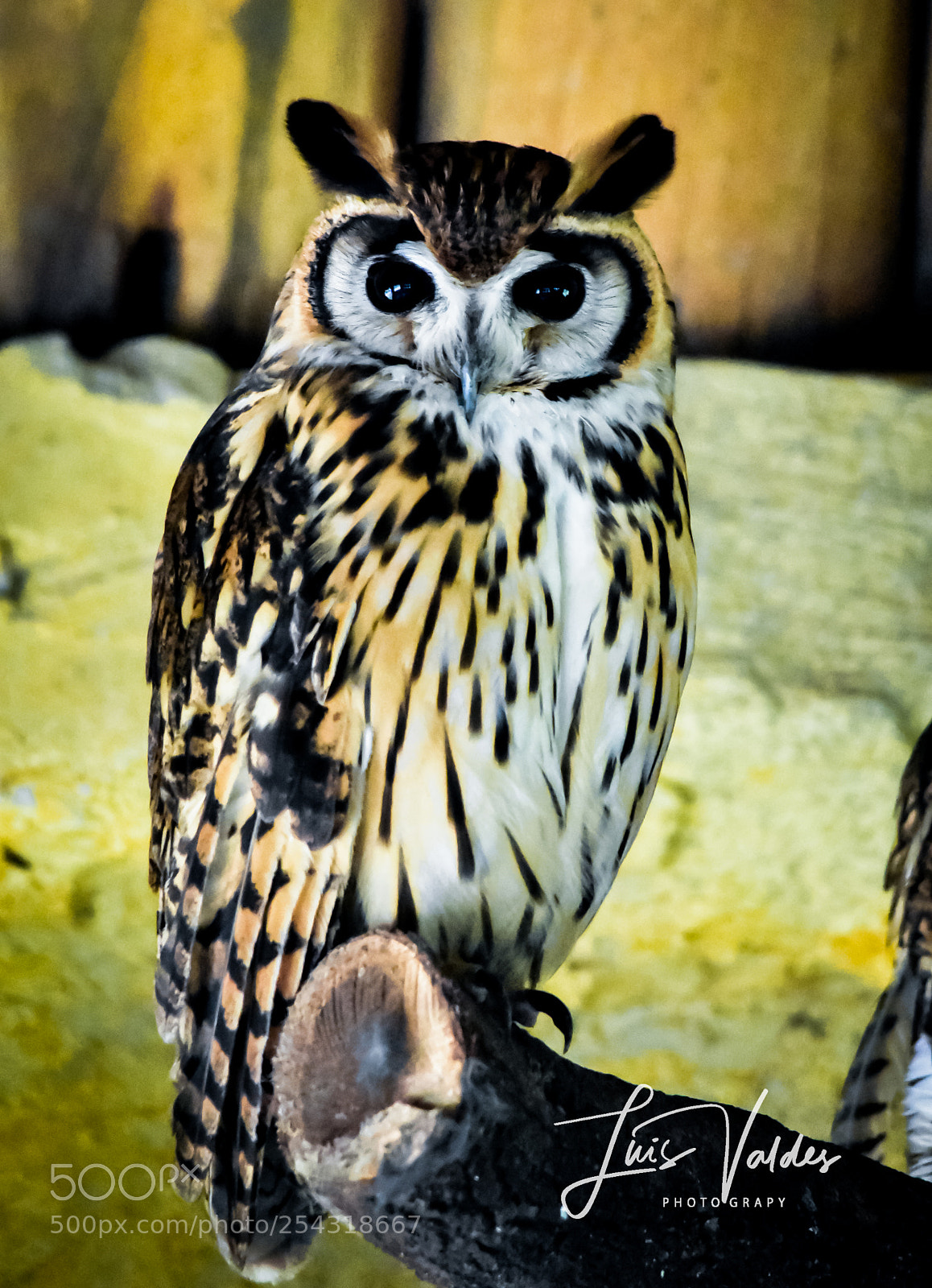 Nikon D7200 sample photo. Eyes! photography