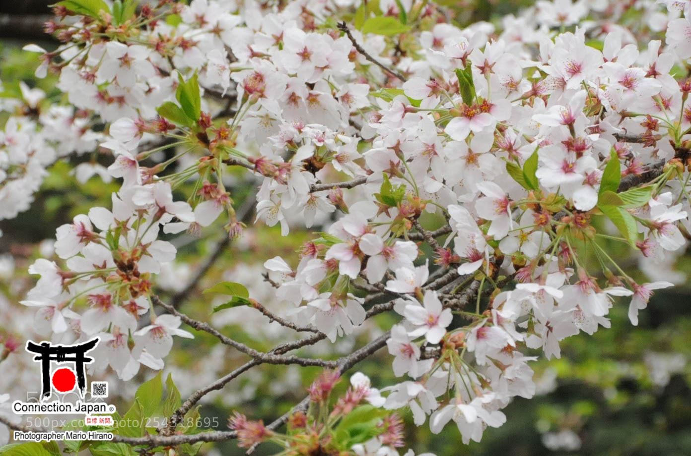 Nikon D700 sample photo. Excurs o japan tour photography