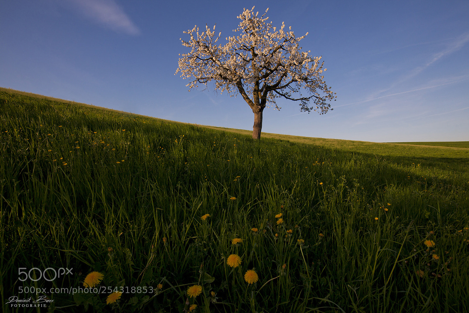Canon EOS 5D Mark II sample photo. The cherry solitare photography