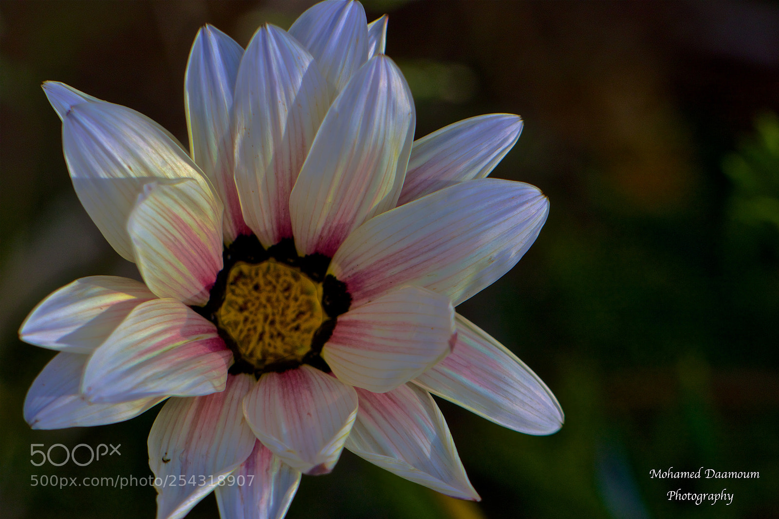 Canon EOS 7D Mark II sample photo. A photography