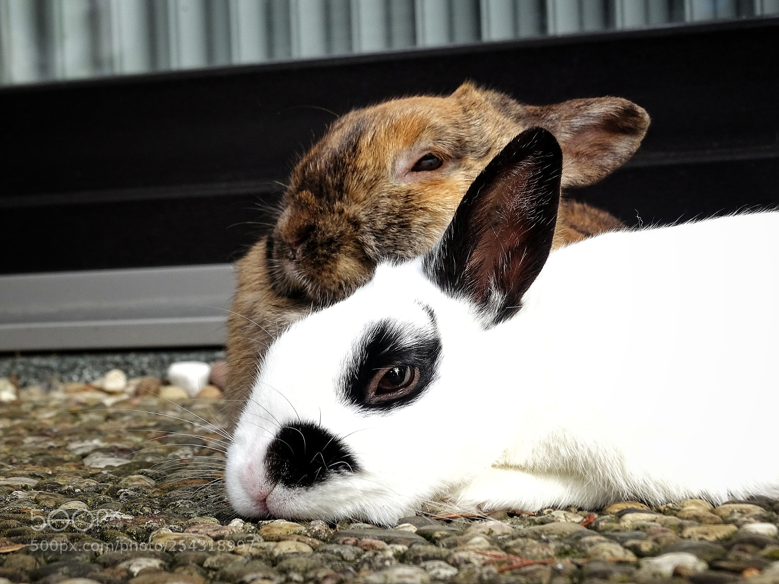 Sony Cyber-shot DSC-HX400V sample photo. Chilling rabbits photography