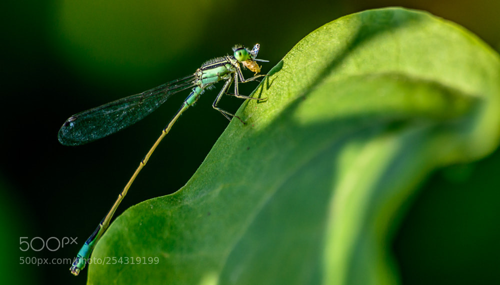 Nikon D5200 sample photo. Mr/ dragonfly photography