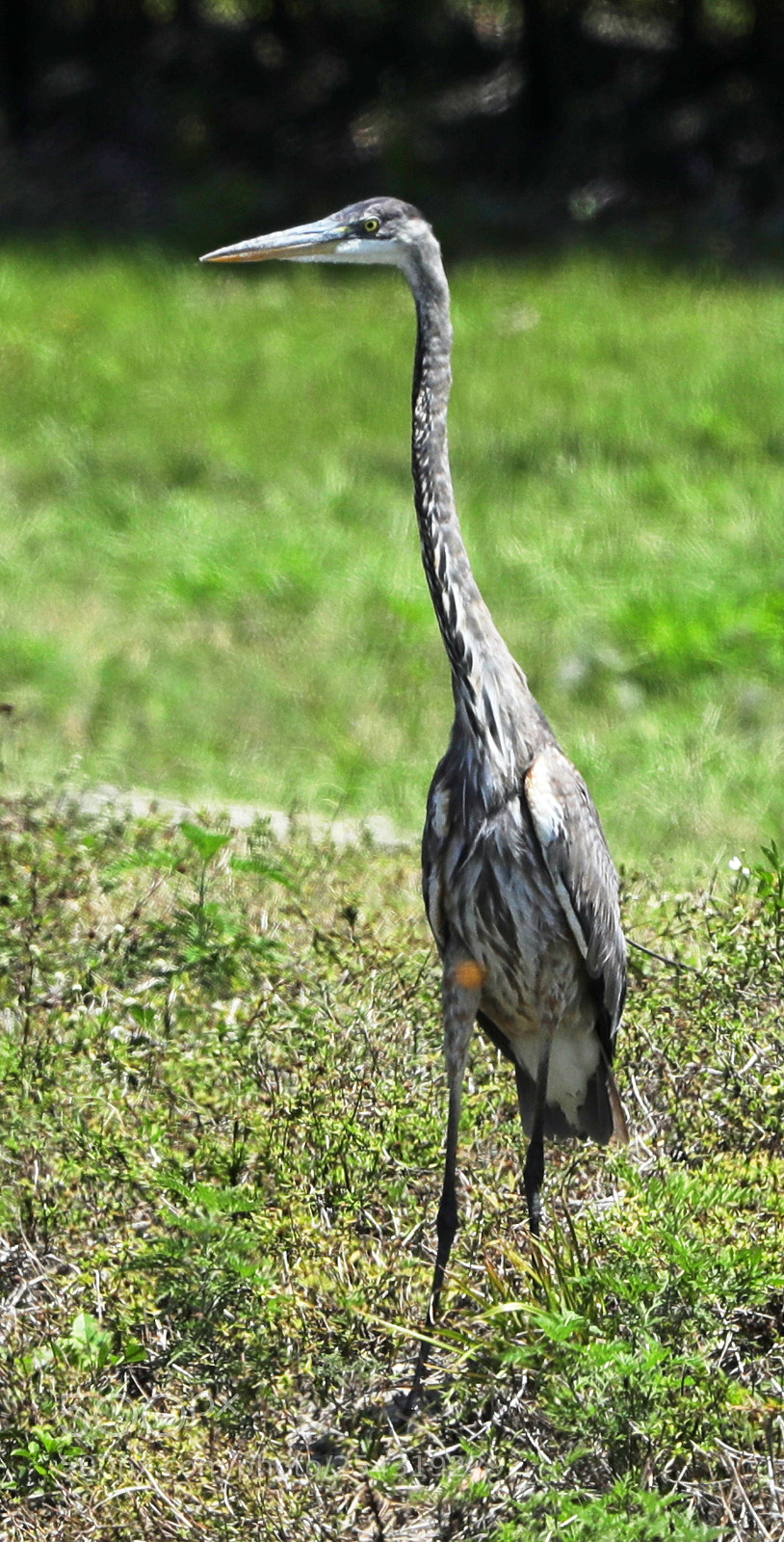 Canon EOS-1D X Mark II sample photo. 04-19-18-0013620.jpg photography