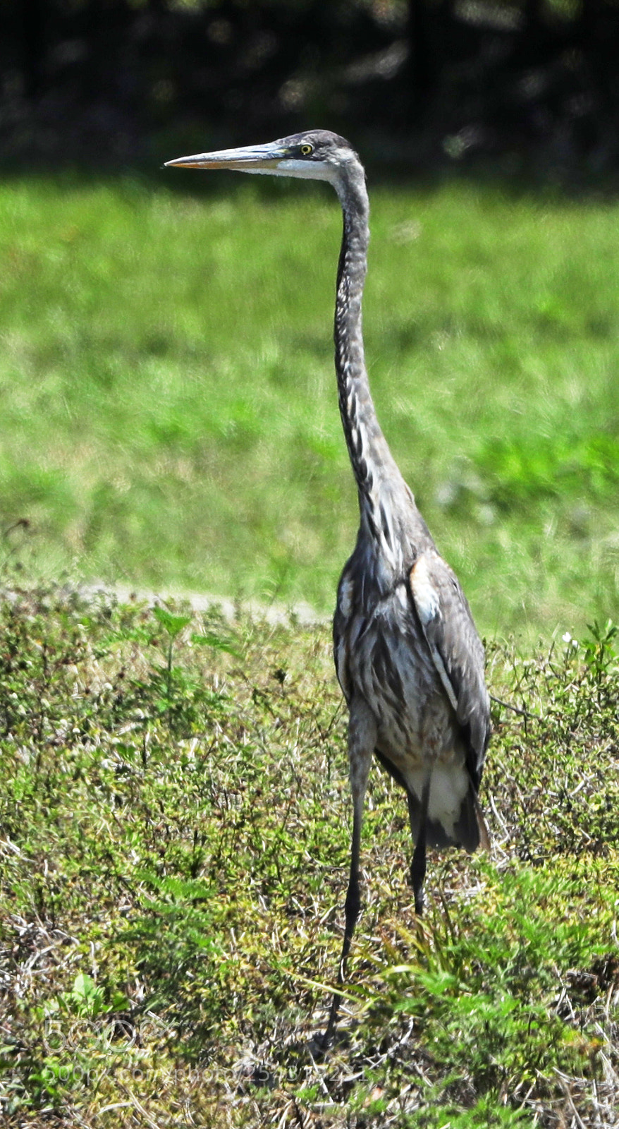 Canon EOS-1D X Mark II sample photo. 04-19-18-0013619.jpg photography
