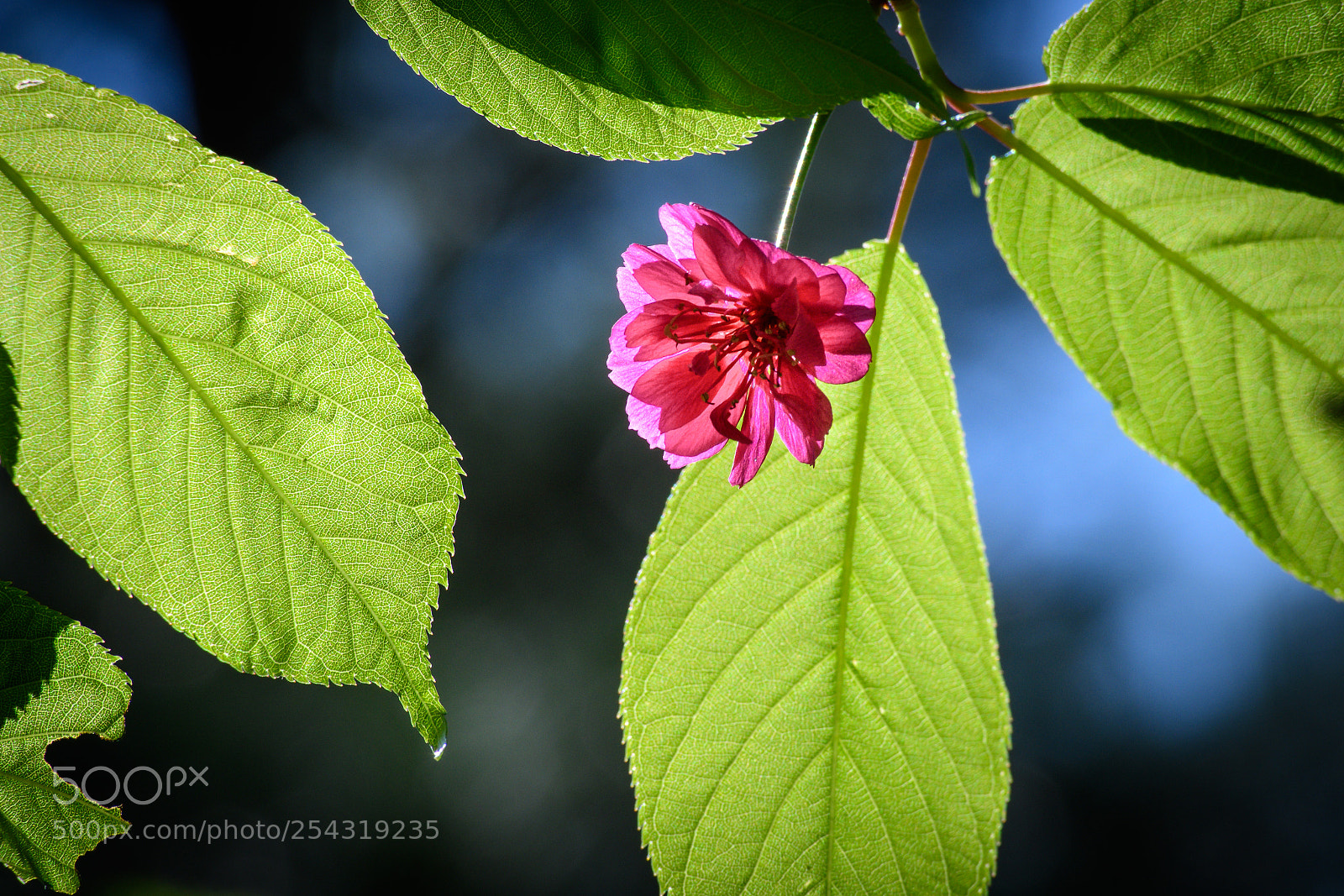 Nikon D500 sample photo. Cherry blossom photography