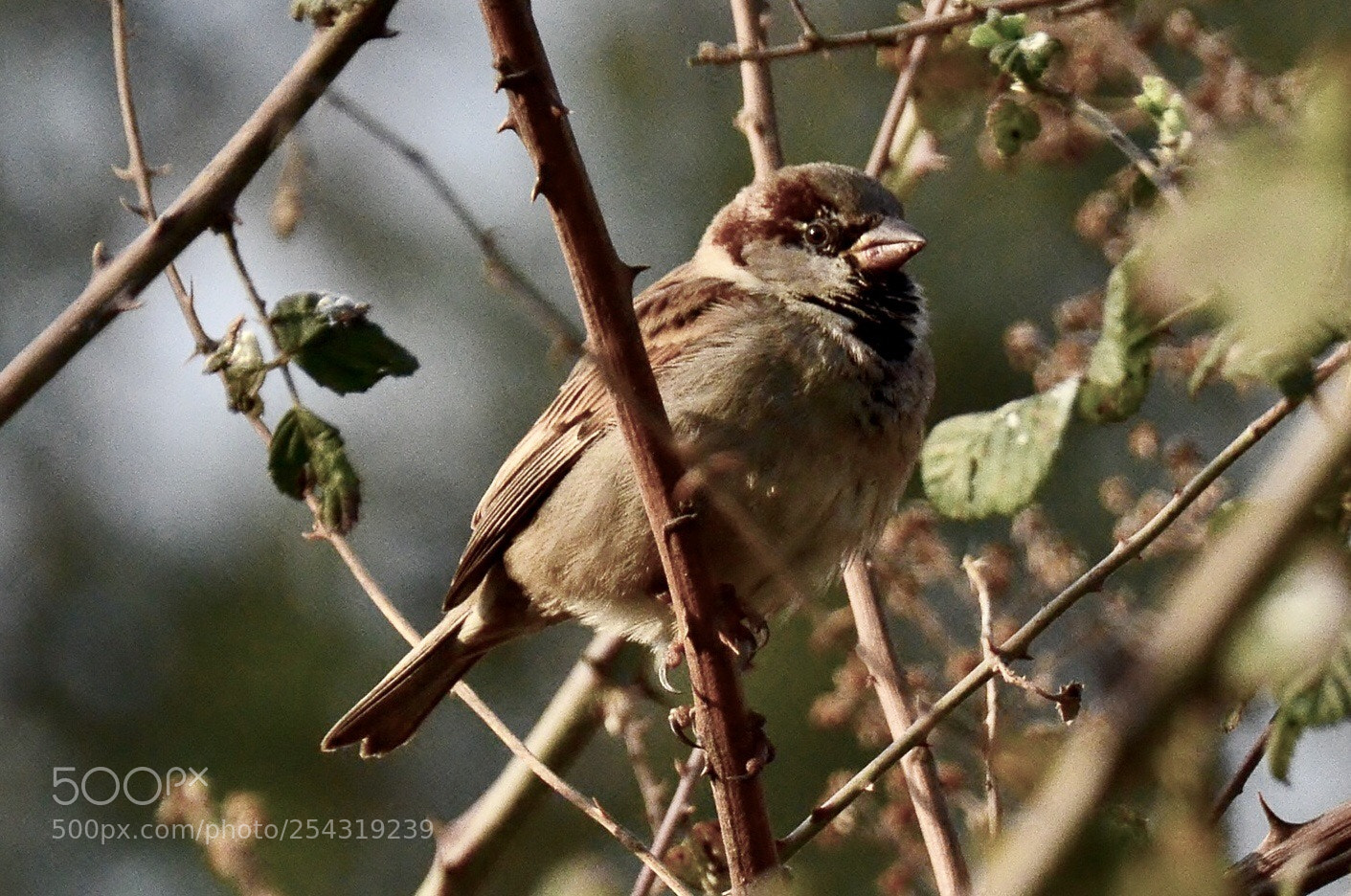 Nikon D7000 sample photo. Sparrow photography