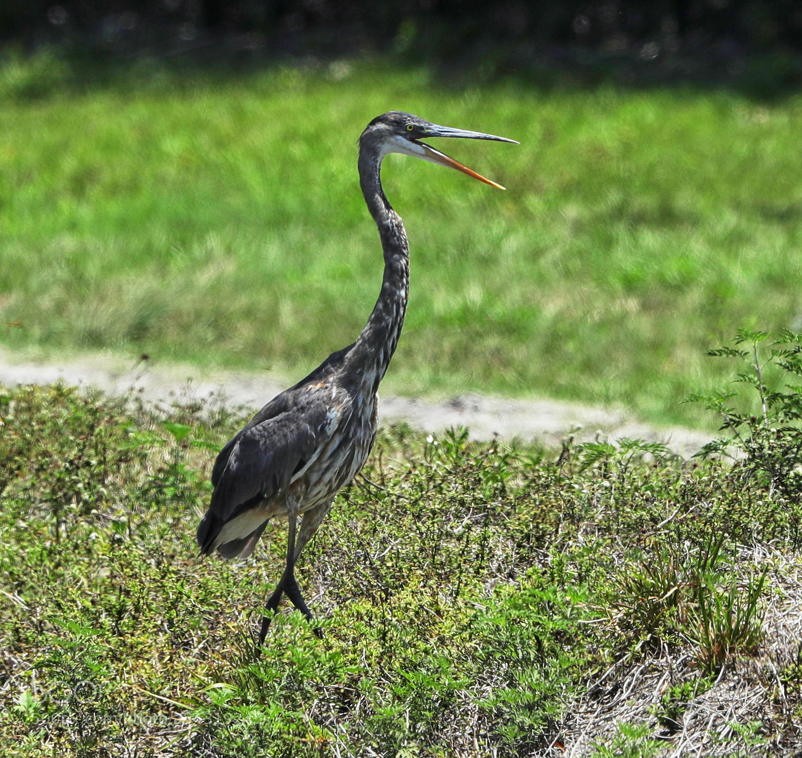 Canon EOS-1D X Mark II sample photo. 04-19-18-0013618.jpg photography