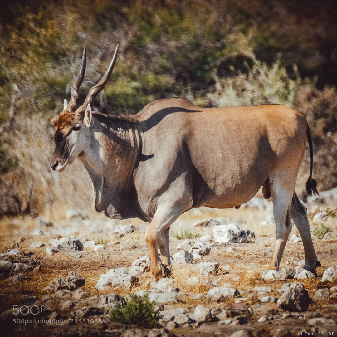Canon EOS 7D Mark II sample photo. The common eland photography