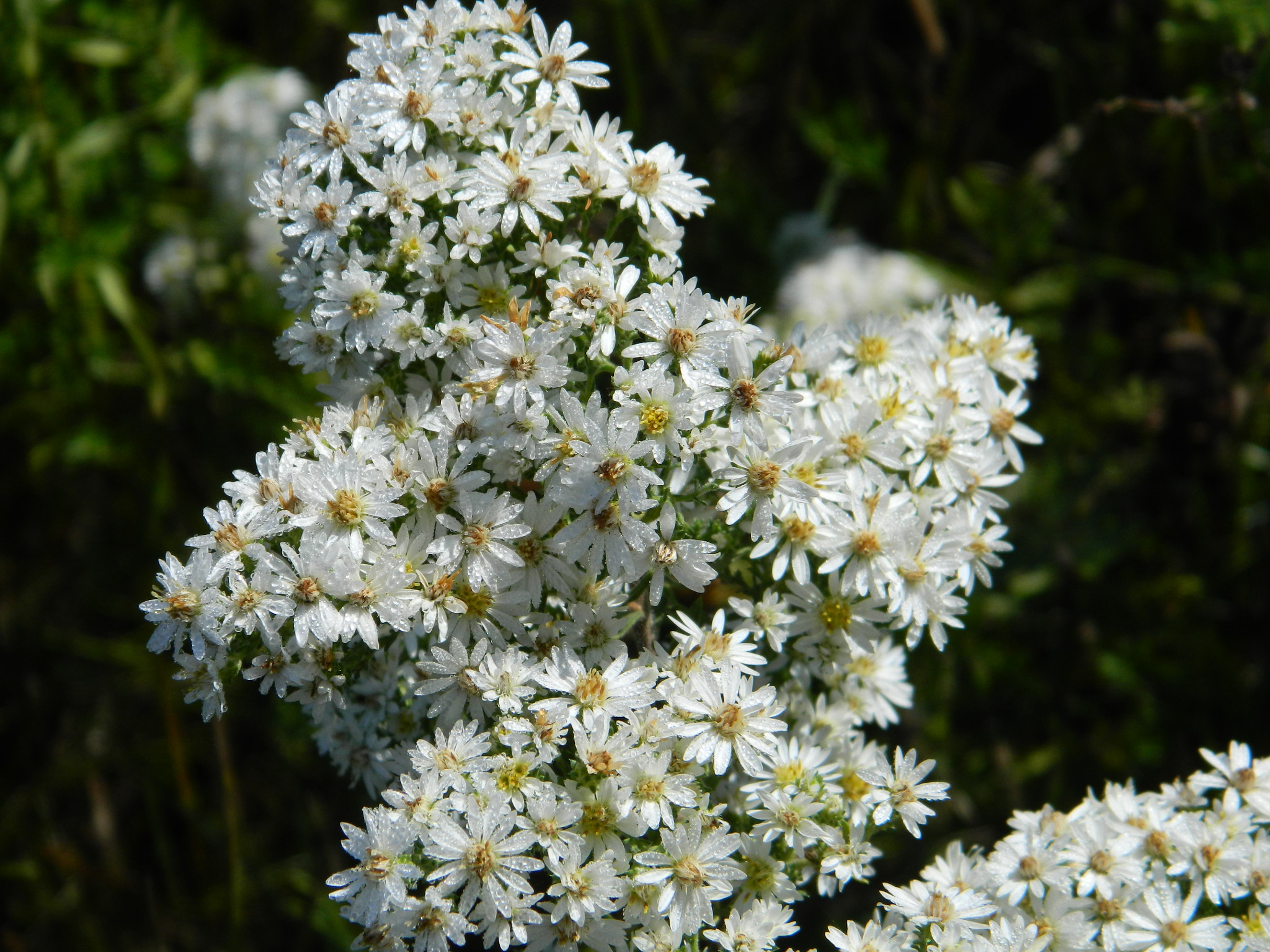 Nikon COOLPIX L310 sample photo. Small white aster photography