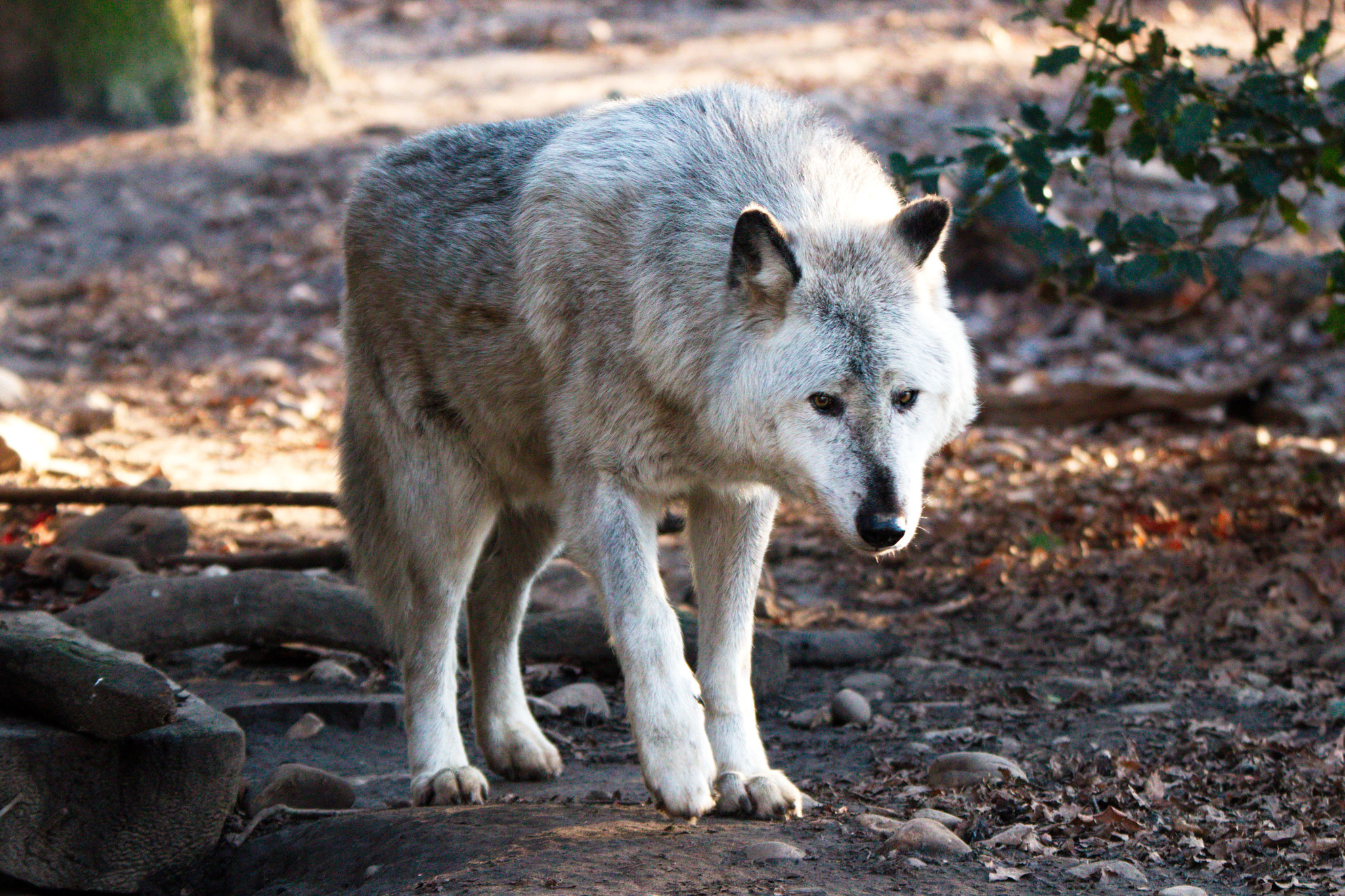 Tamron SP 150-600mm F5-6.3 Di VC USD sample photo. Wolf photography