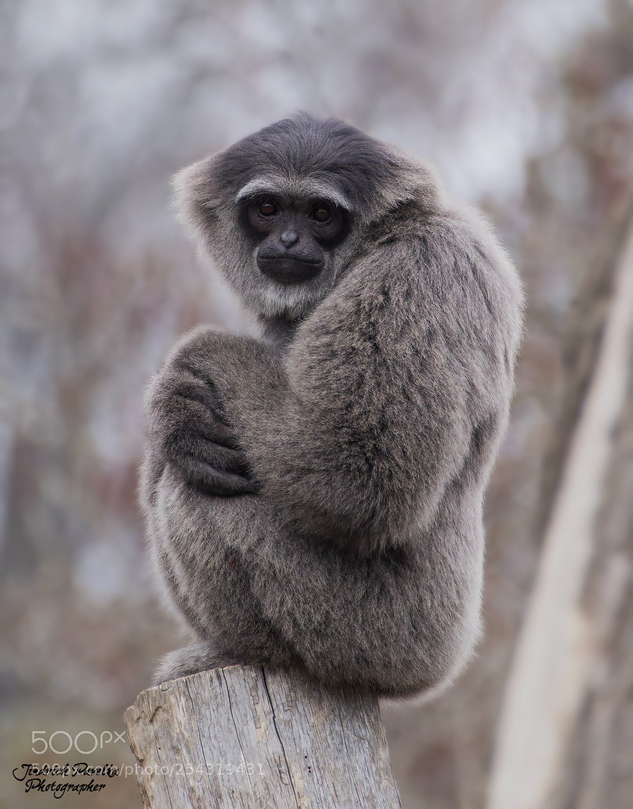 Canon EOS 100D (EOS Rebel SL1 / EOS Kiss X7) sample photo. Silvery gibbon
(hylobates moloch) photography