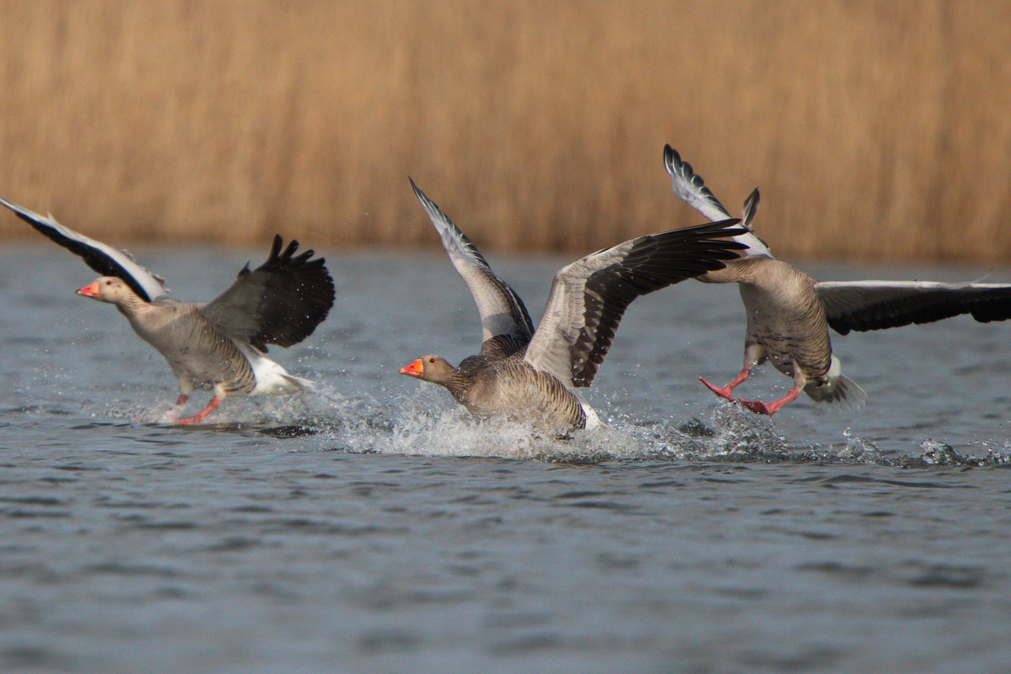 Tamron SP 150-600mm F5-6.3 Di VC USD sample photo. Img0003 photography