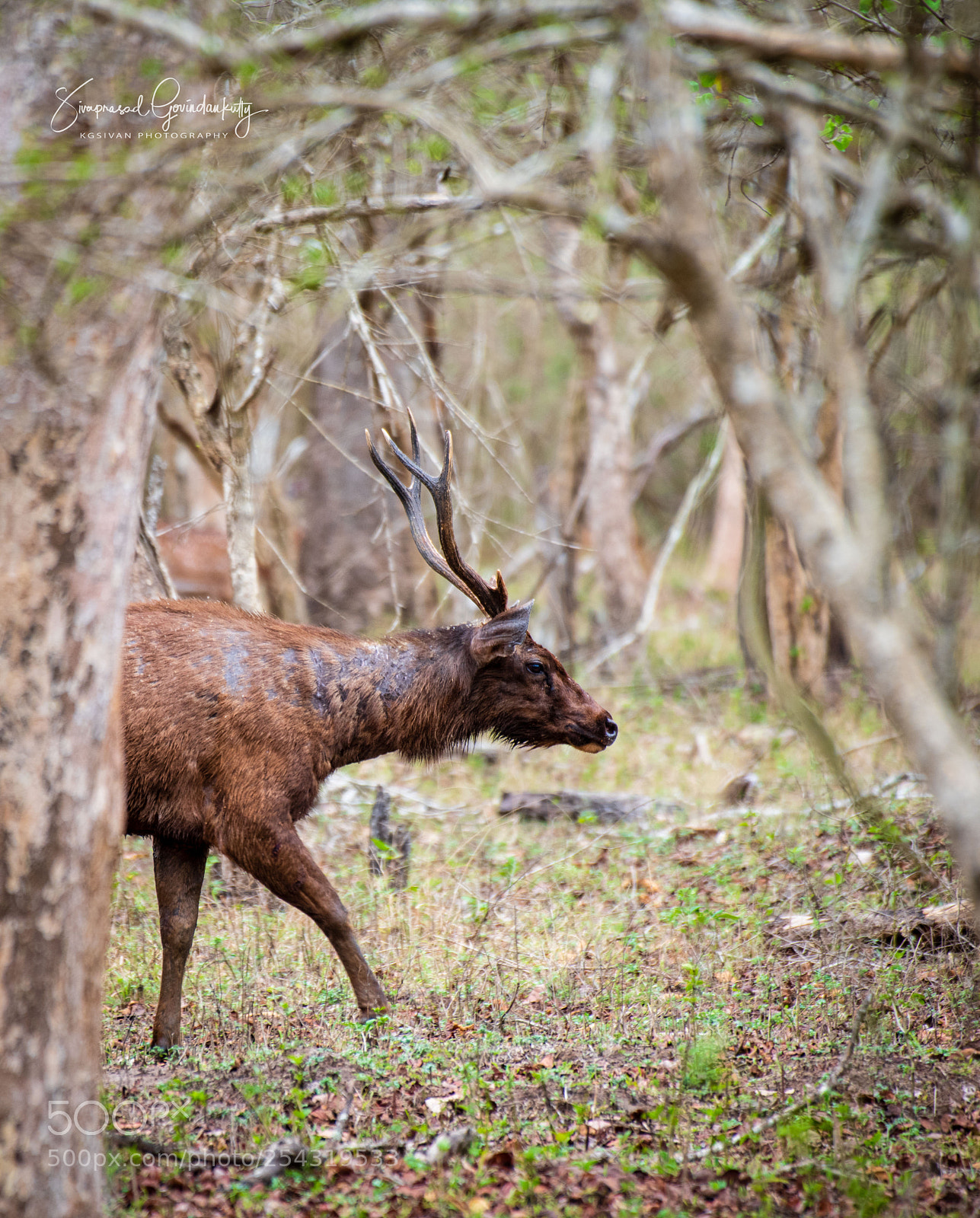 Nikon D850 sample photo. Sambar deer photography