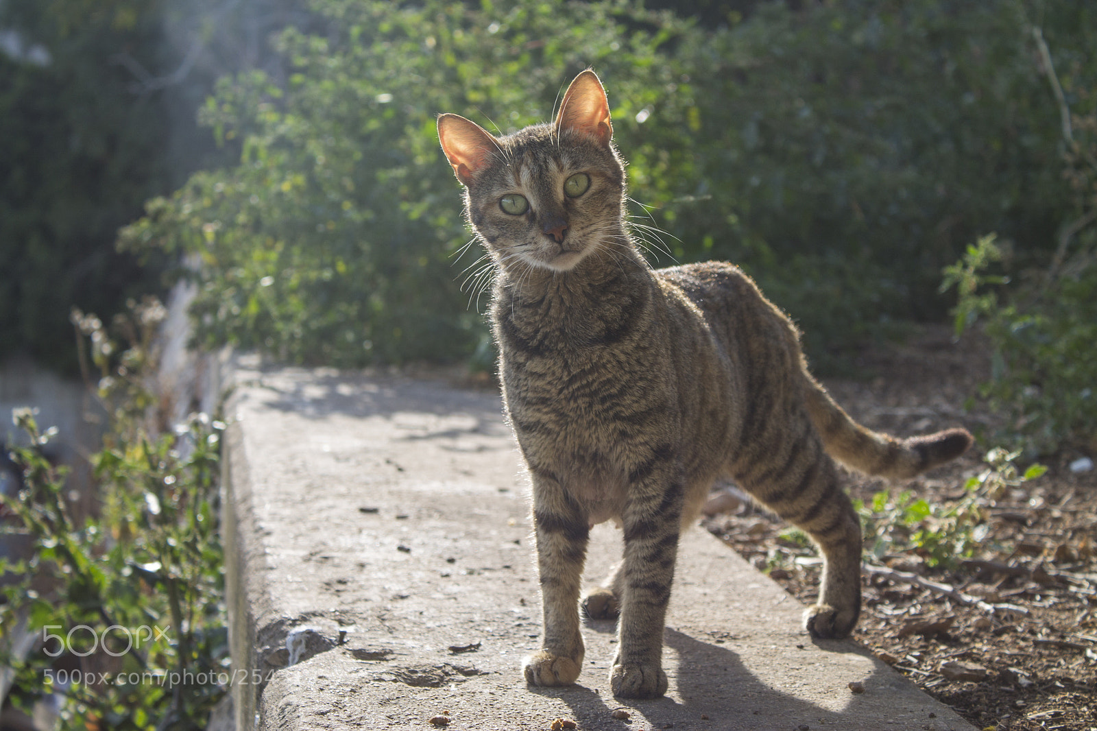 Canon EOS 1100D (EOS Rebel T3 / EOS Kiss X50) sample photo. Cute cat photography