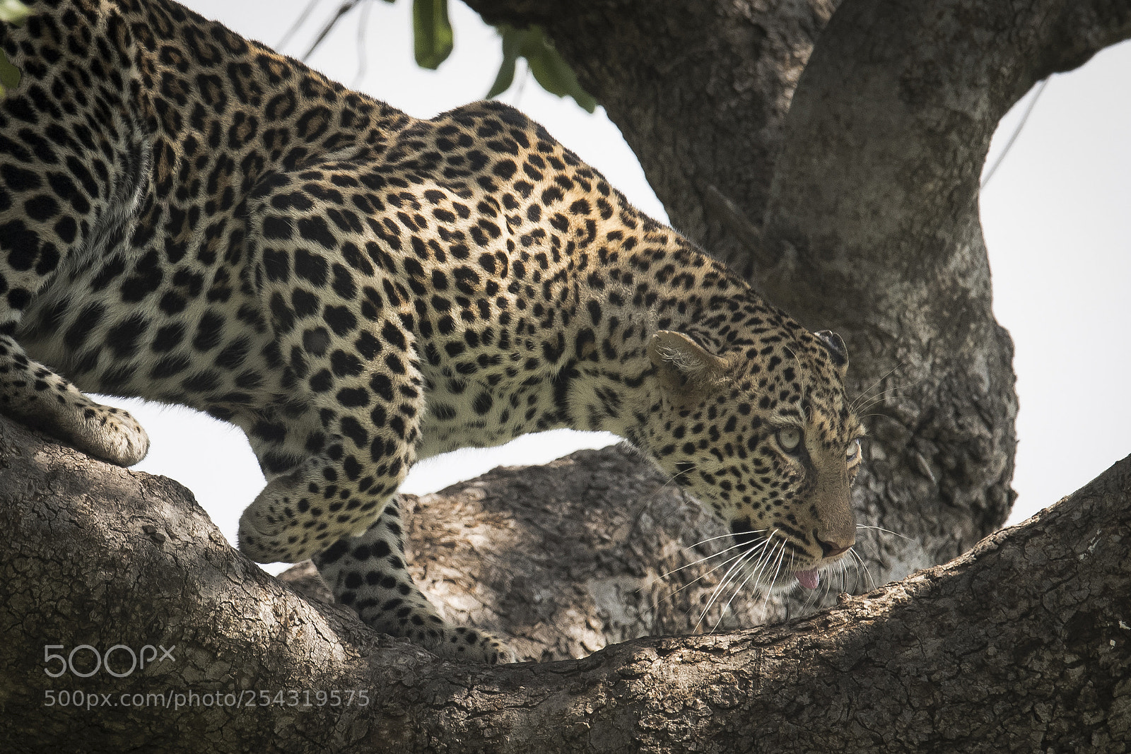 Nikon D850 sample photo. Tree cat photography