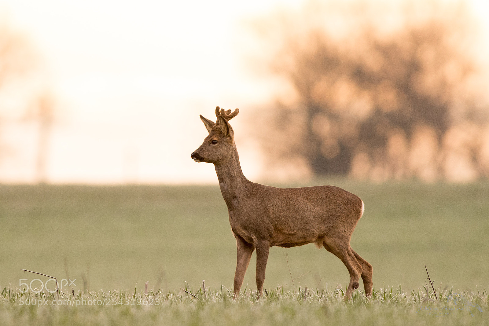 Nikon D5 sample photo. Le chevreuil photography