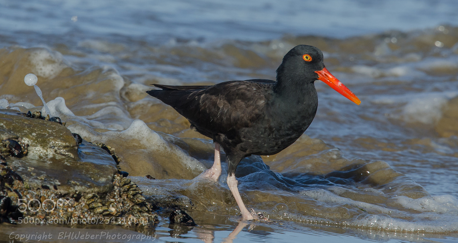 Nikon D7000 sample photo. American oystercatcher & surf photography