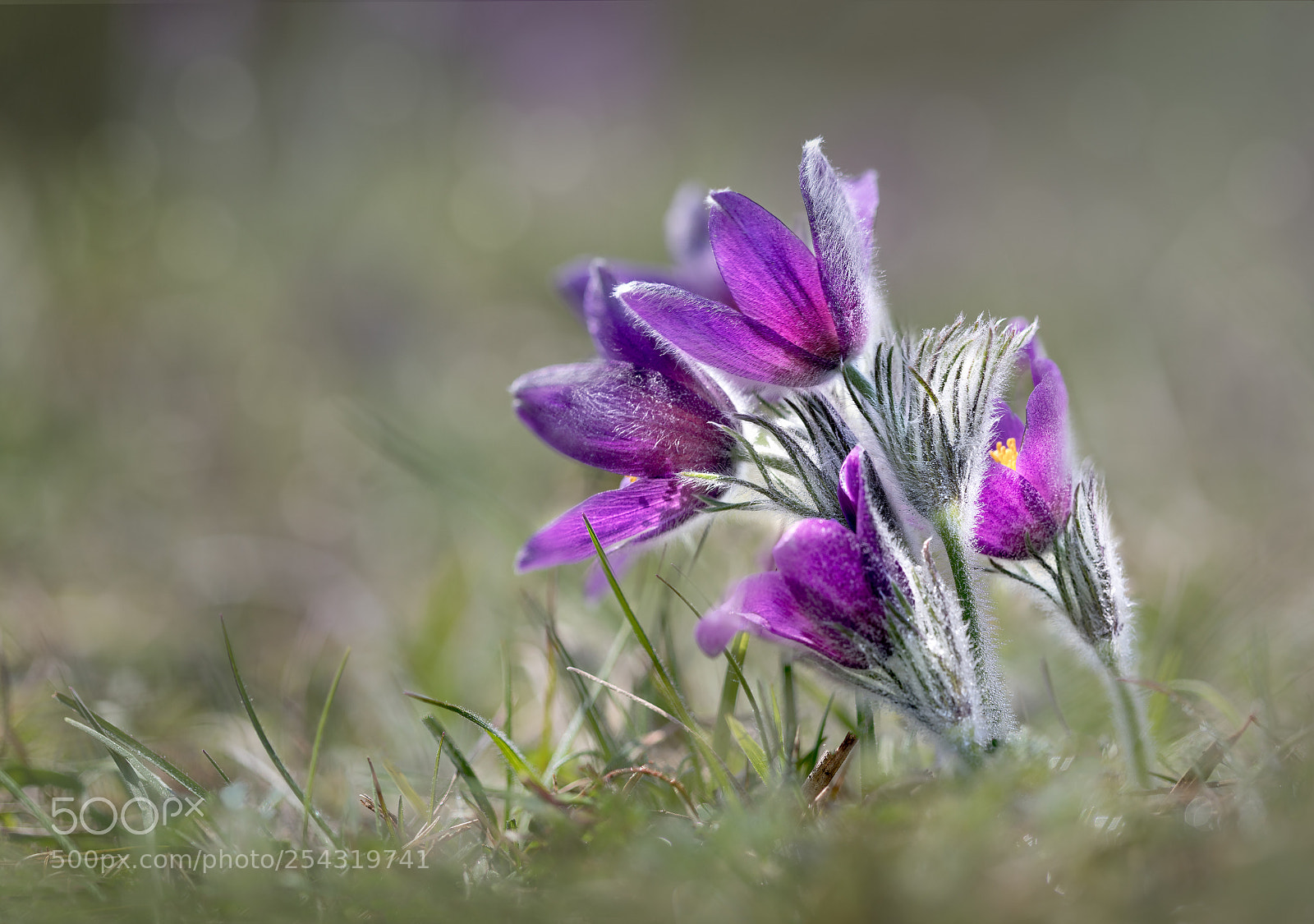 Canon EOS 5D Mark IV sample photo. Pasque flower photography