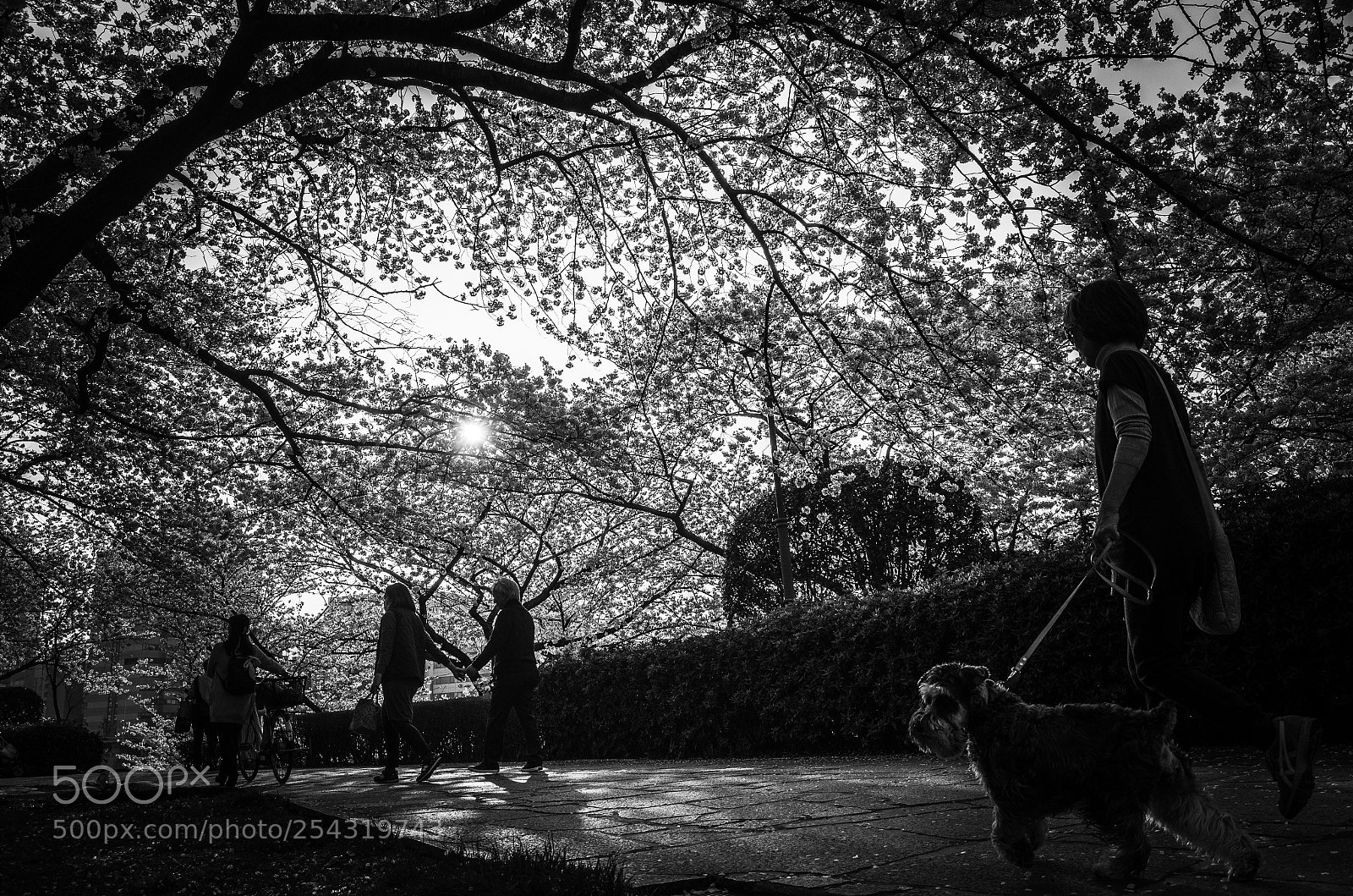 Ricoh GR II sample photo. Walkers under cherry blossoms  photography