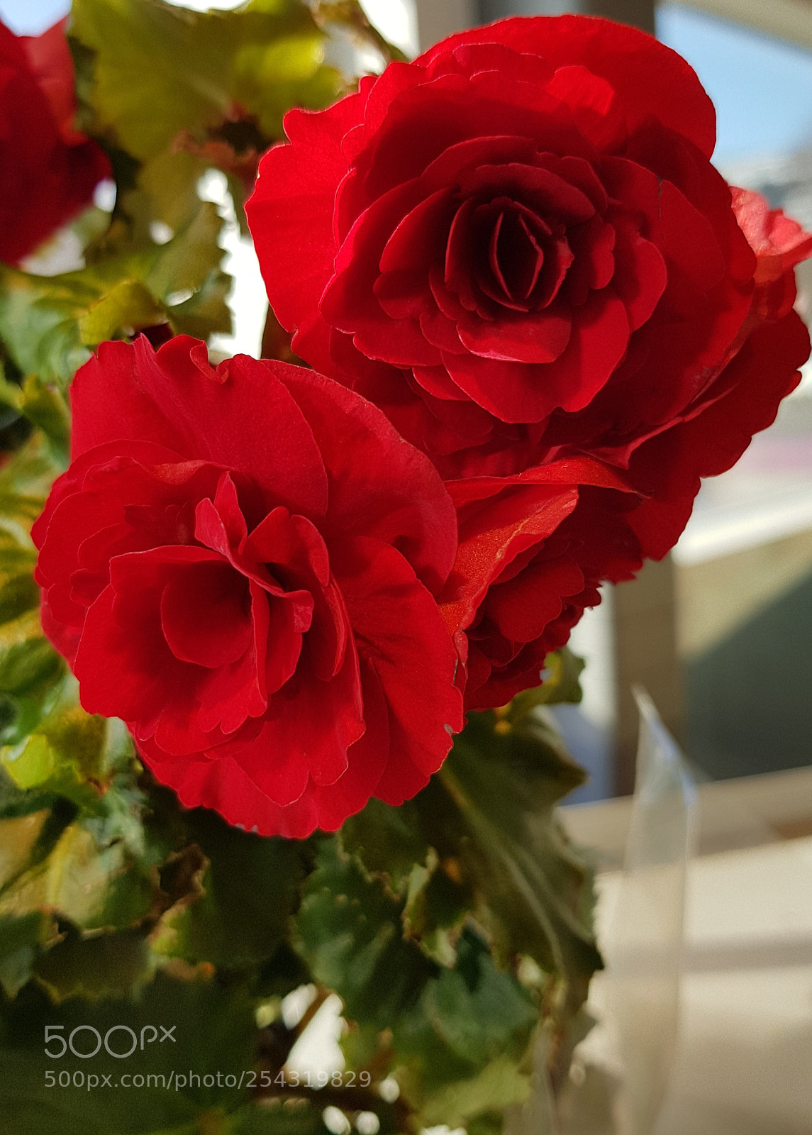 Samsung Galaxy S8 sample photo. Nice couple photography