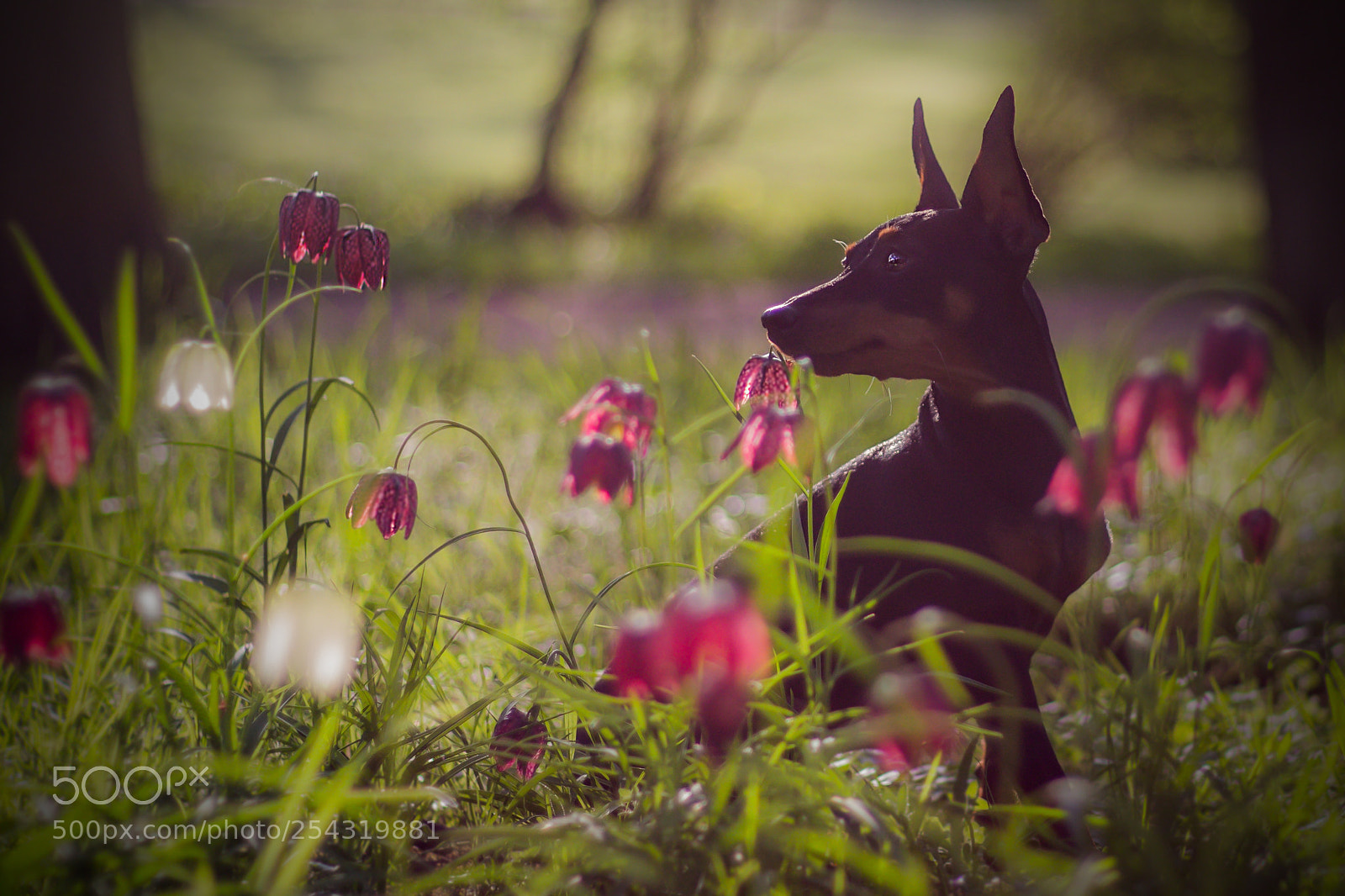 Canon EOS 700D (EOS Rebel T5i / EOS Kiss X7i) sample photo. Schachfigur photography