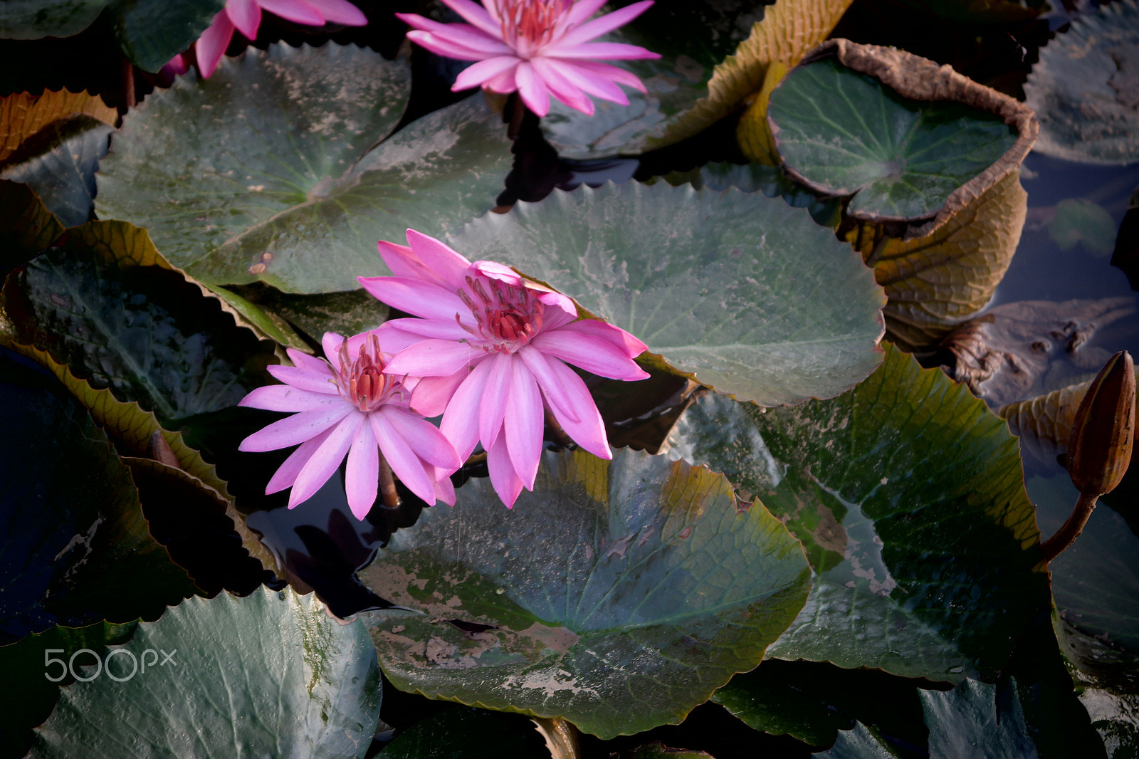 Samsung NX2000 sample photo. Red lotus bloom photography