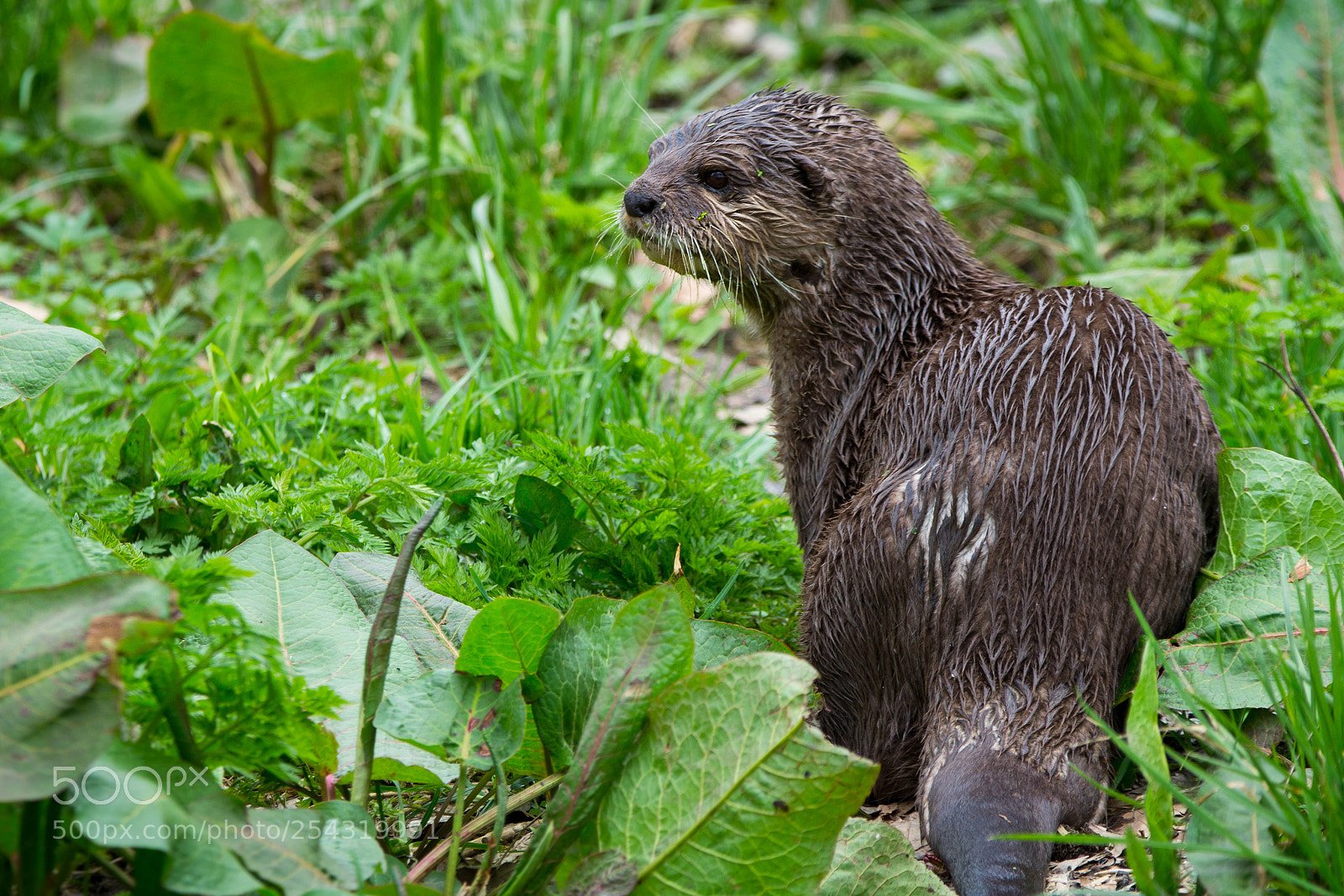 Nikon D7100 sample photo. Otter in a see photography