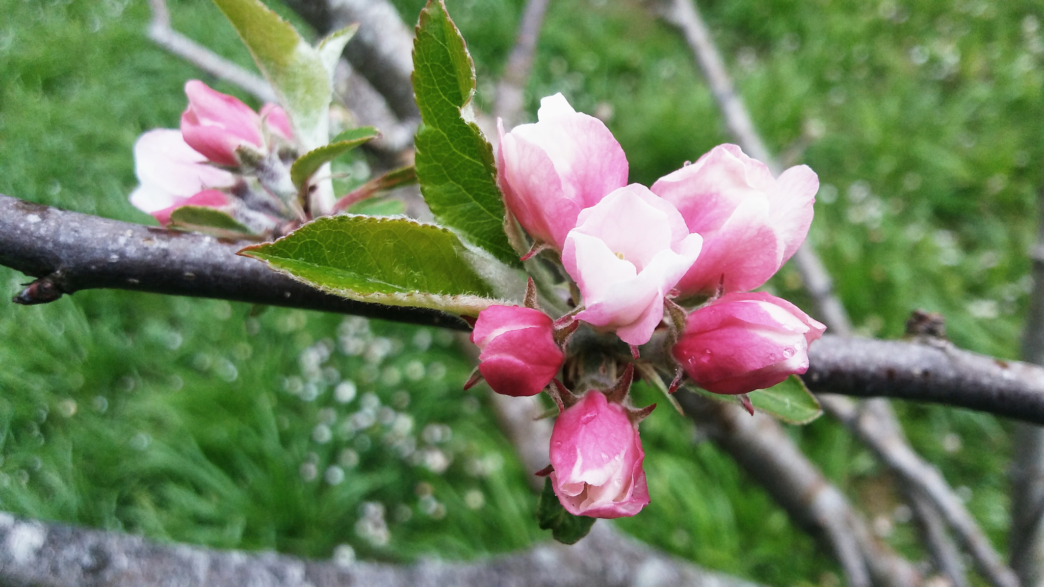 LG K10 sample photo. Flor manzano photography