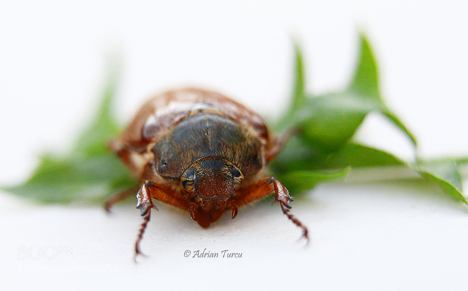 Canon EOS 70D sample photo. Carabus photography