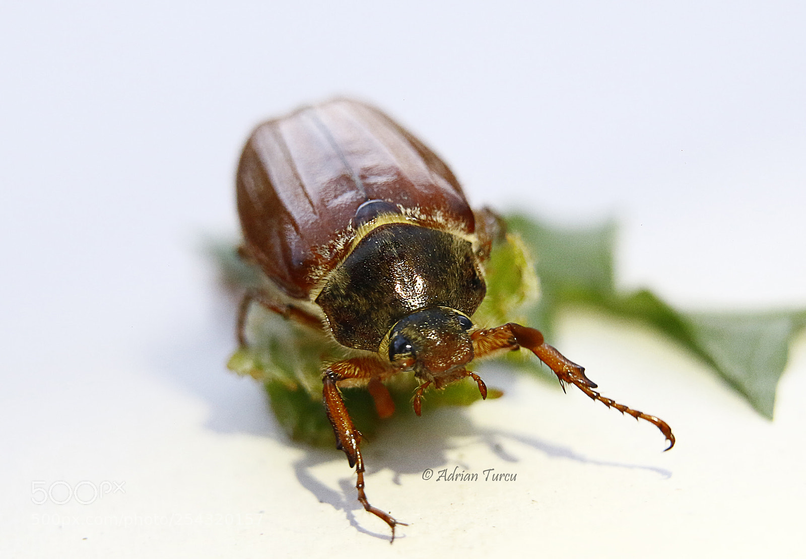 Canon EOS 70D sample photo. Carabus photography