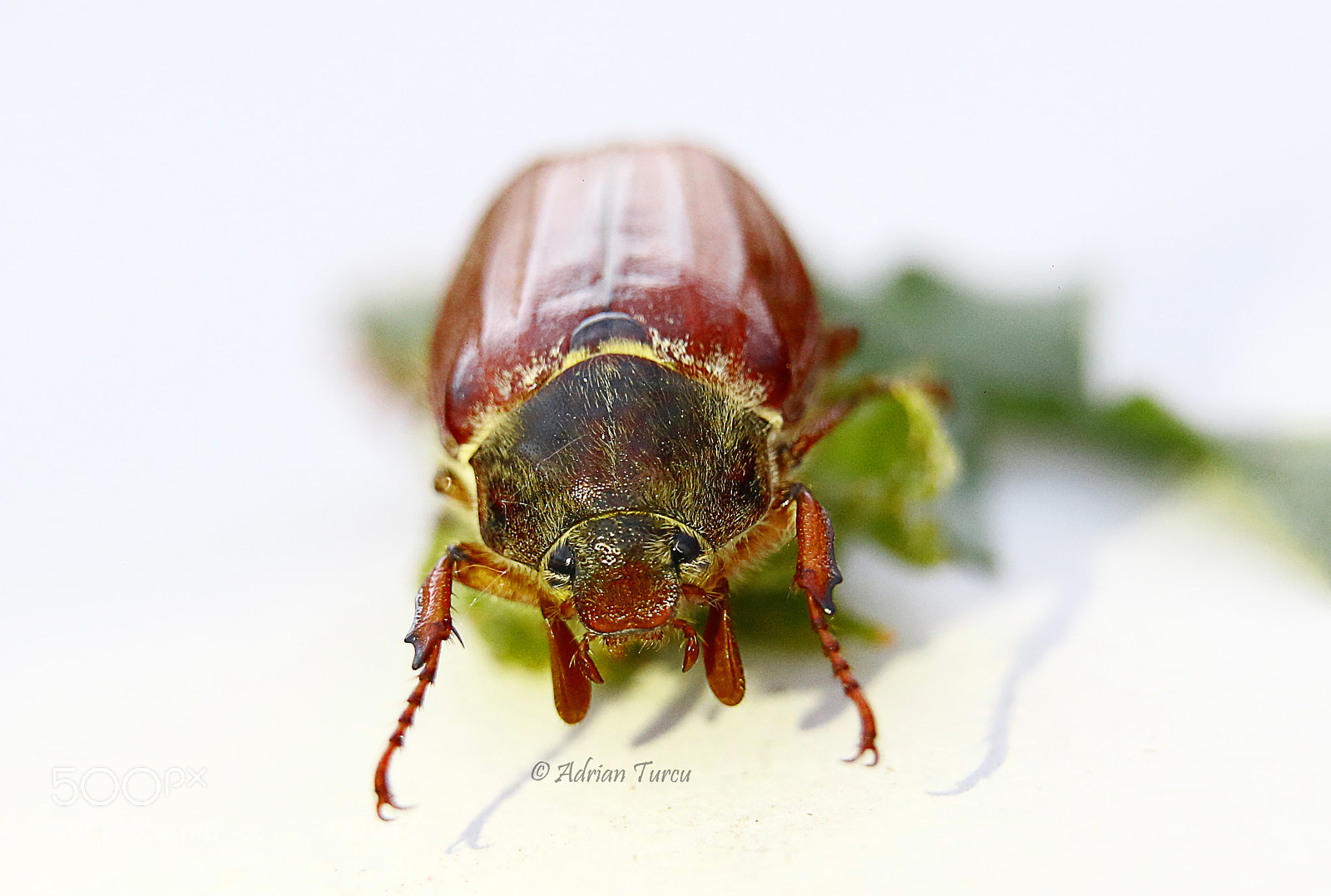 Canon EOS 70D sample photo. Carabus photography