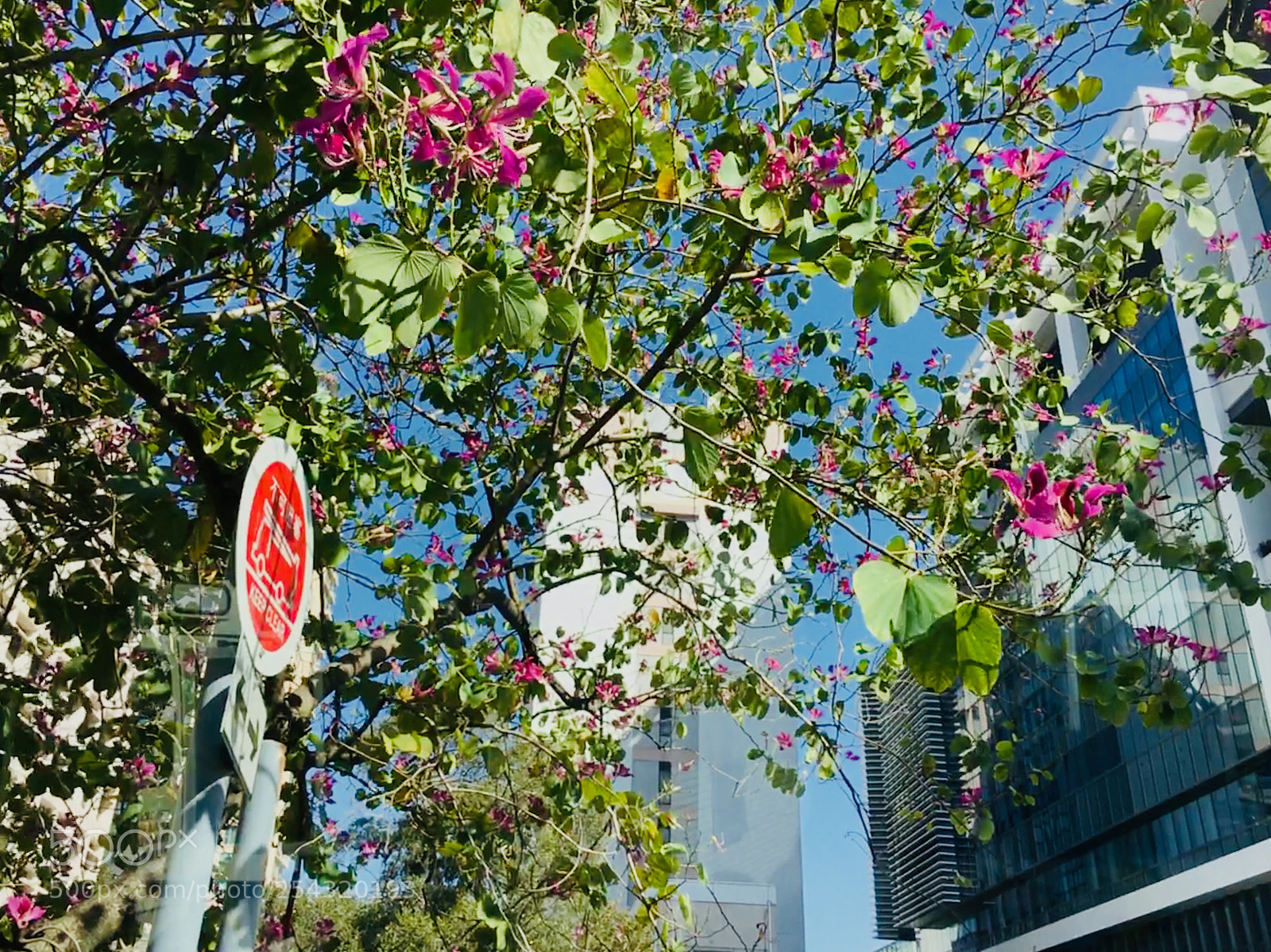 Apple iPhone 6s sample photo. Bauhinia-the kind of flower photography