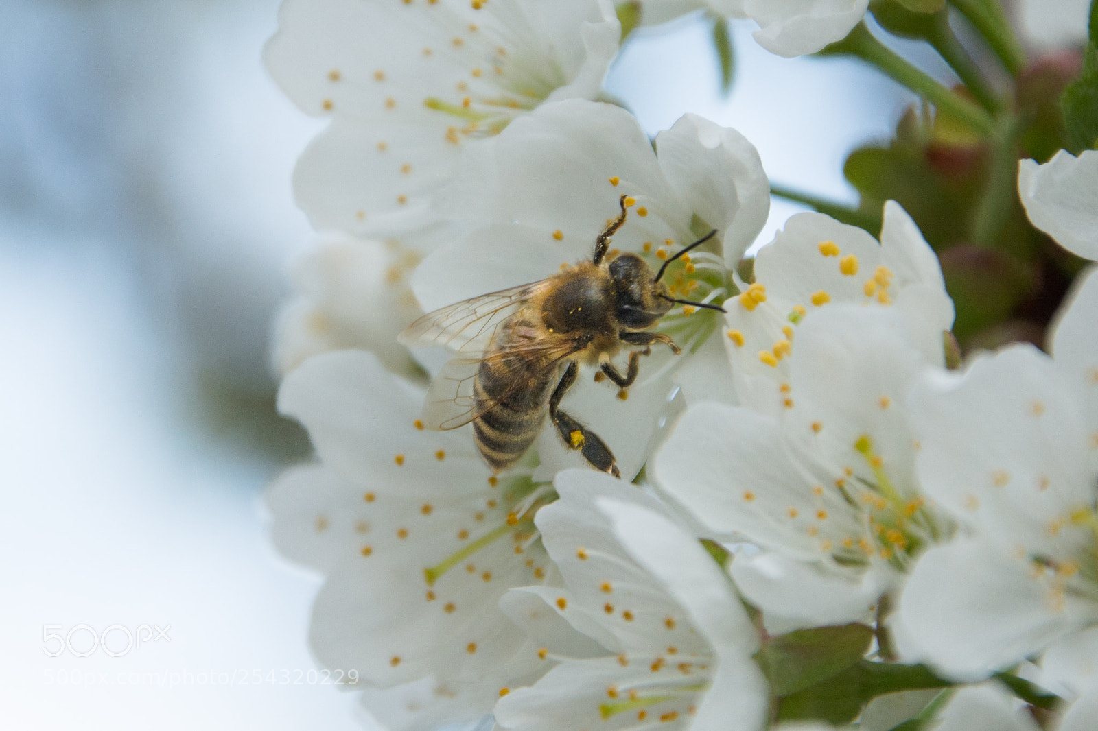Nikon D7100 sample photo. Spring photography