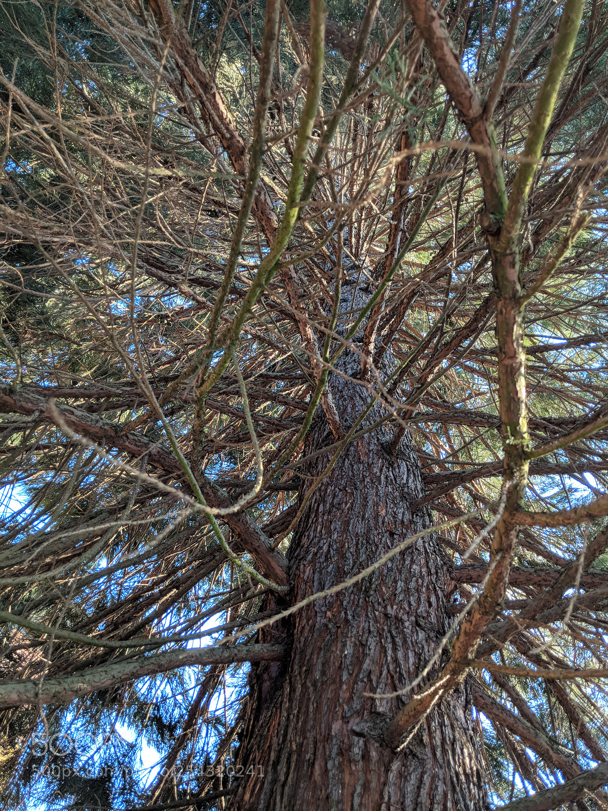 Google Pixel 2 sample photo. Branches photography
