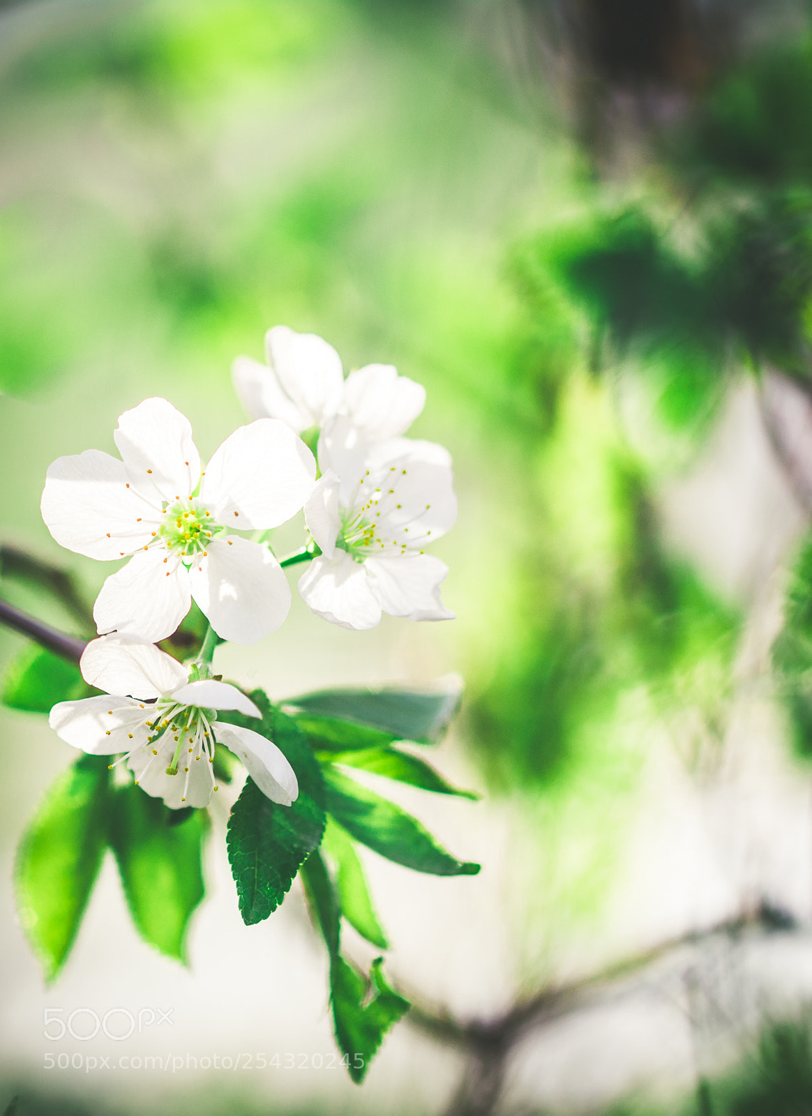 Nikon D5200 sample photo. Nature photography