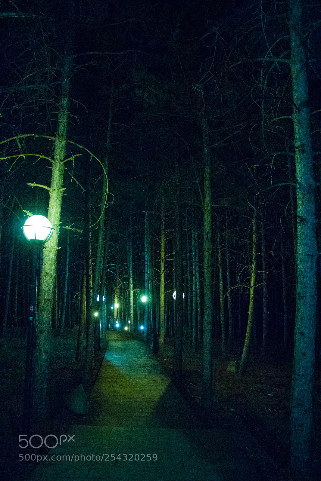 Canon EOS 700D (EOS Rebel T5i / EOS Kiss X7i) sample photo. In forest photography