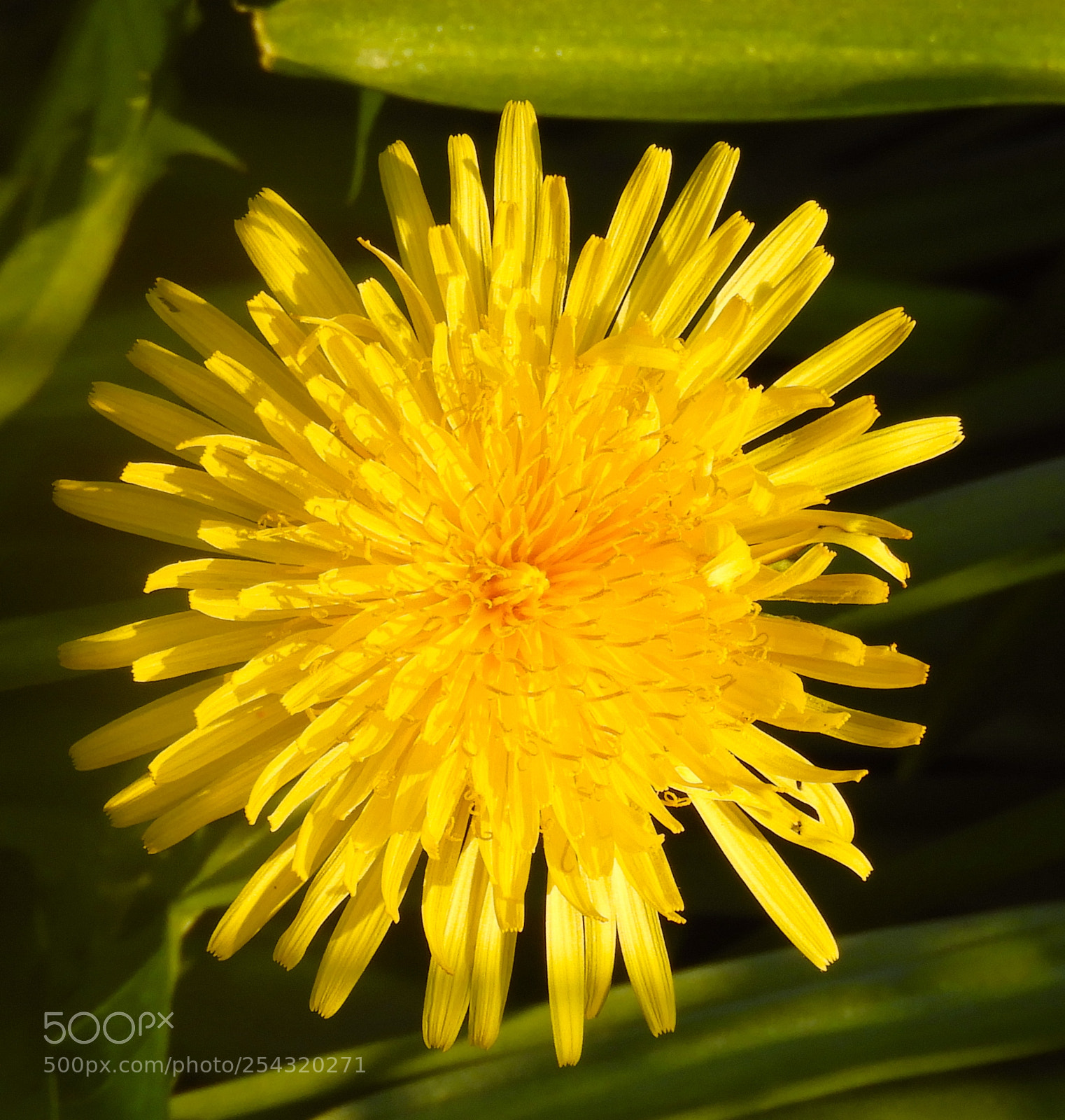 Nikon Coolpix B700 sample photo. Dandelion photography