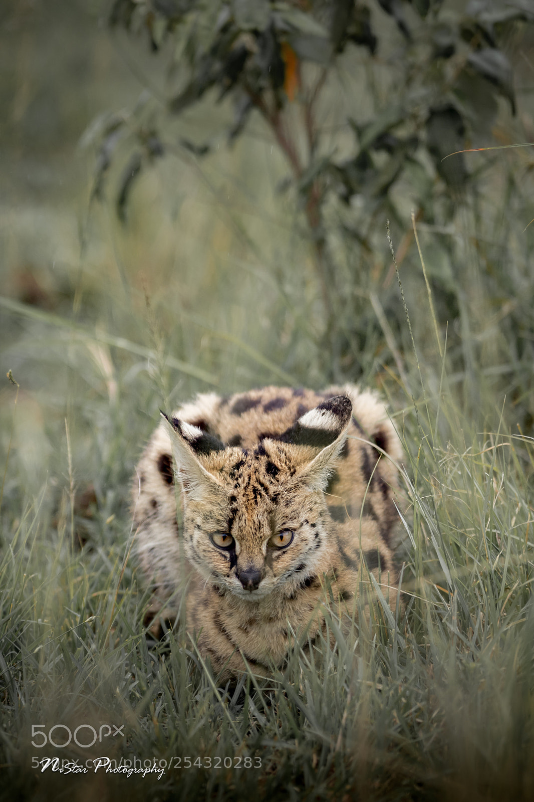 Nikon D5 sample photo. Serval photography